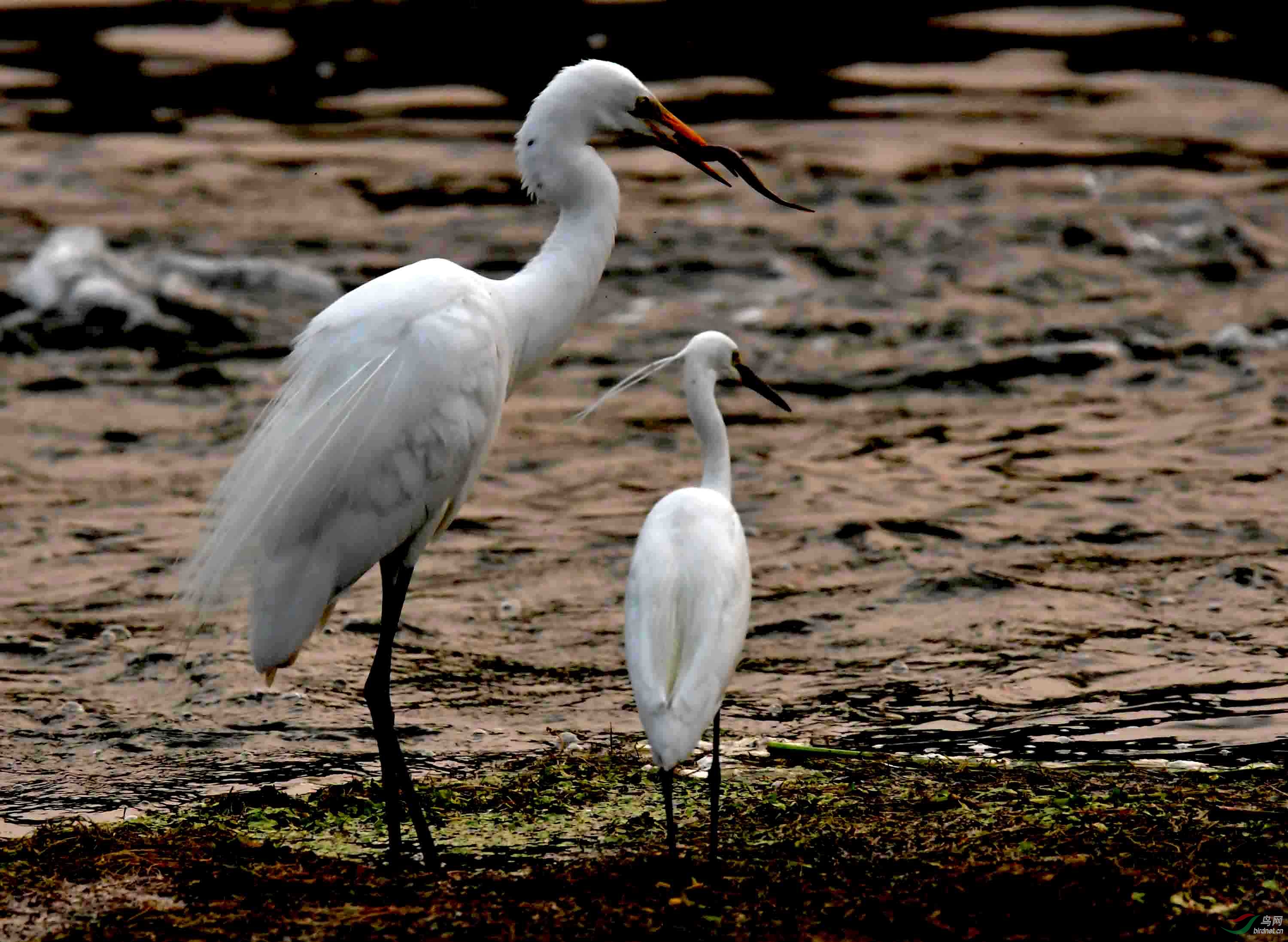 大白鹭戏耍中白鹭