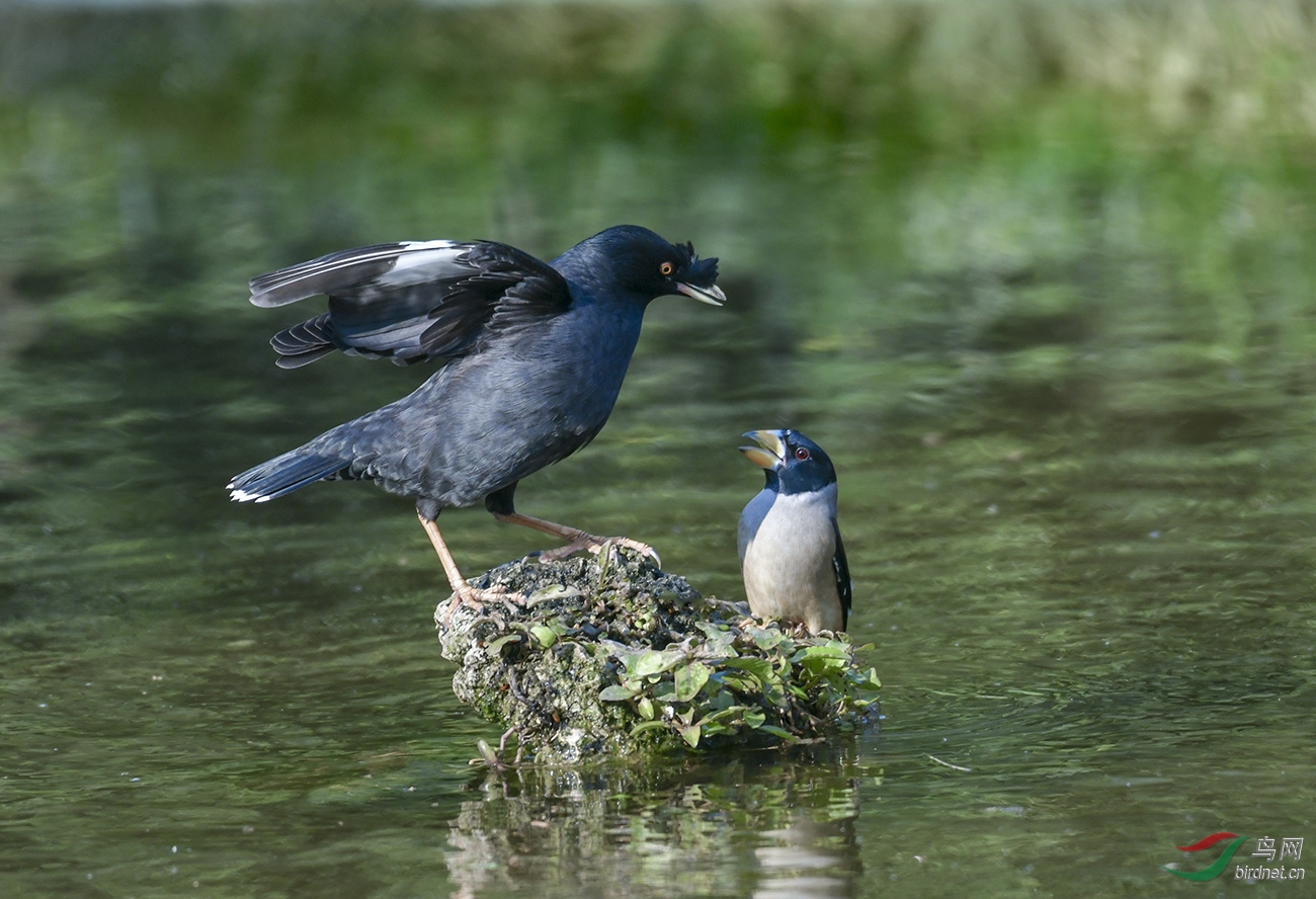 DSC_2449.jpg