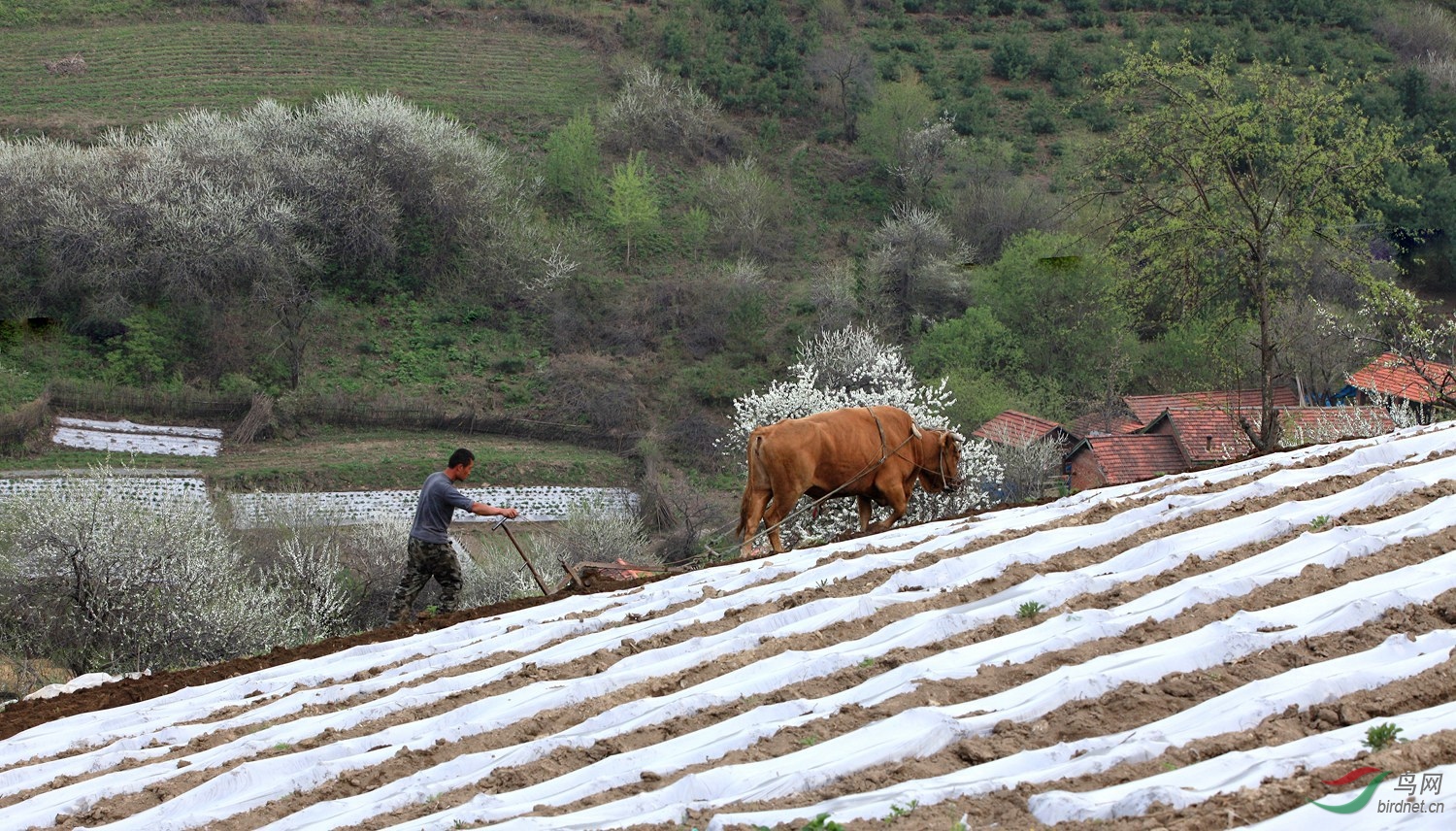 吉林白山松嶺小村,春耕時節梨花盛開,山坡地仍是牛拉犁杖耕種.