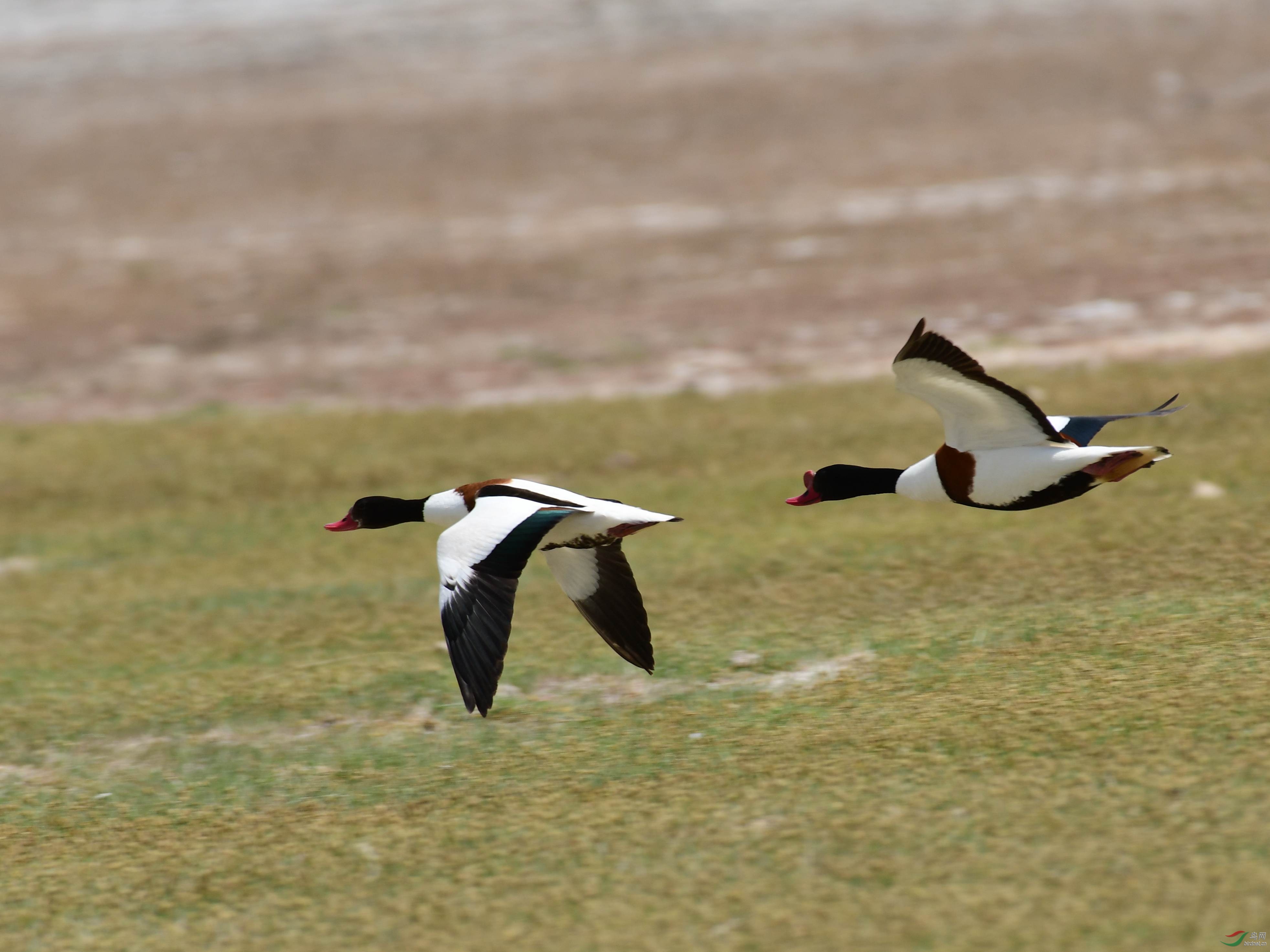 DSC_3017_����.jpg