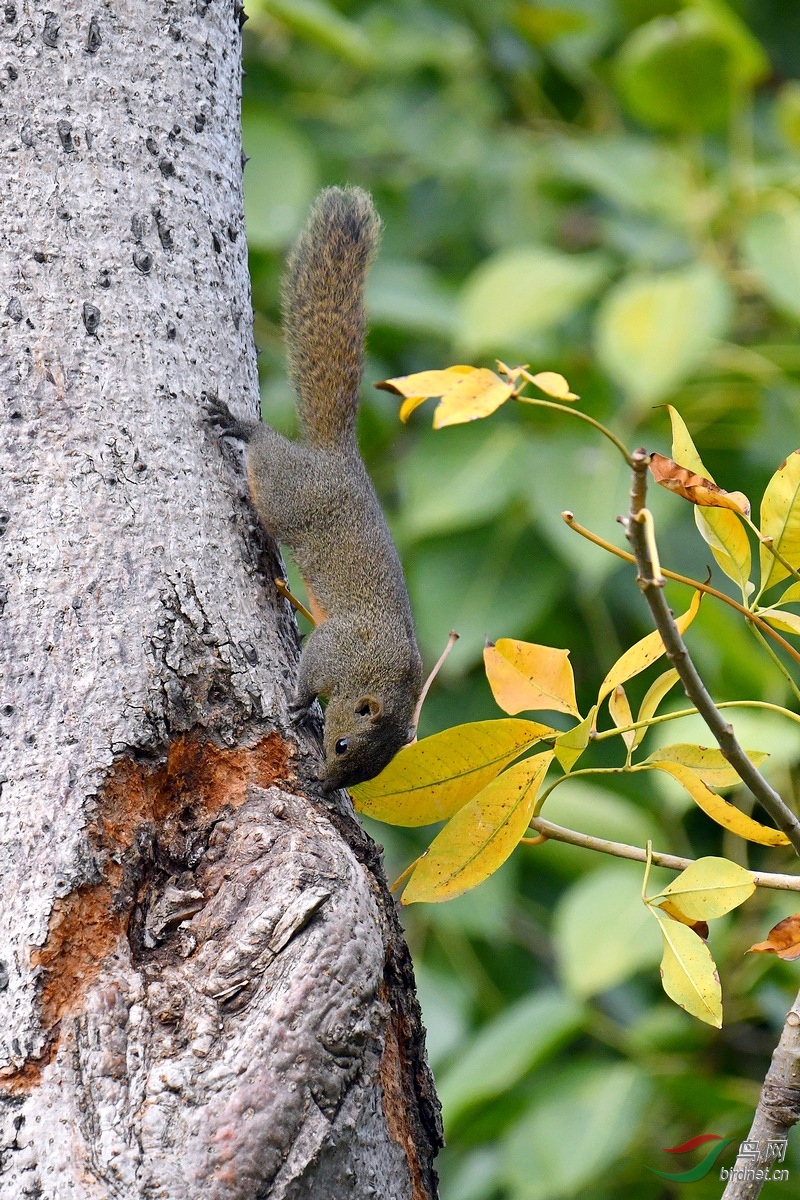 �츹���� Сͼ5K.jpg