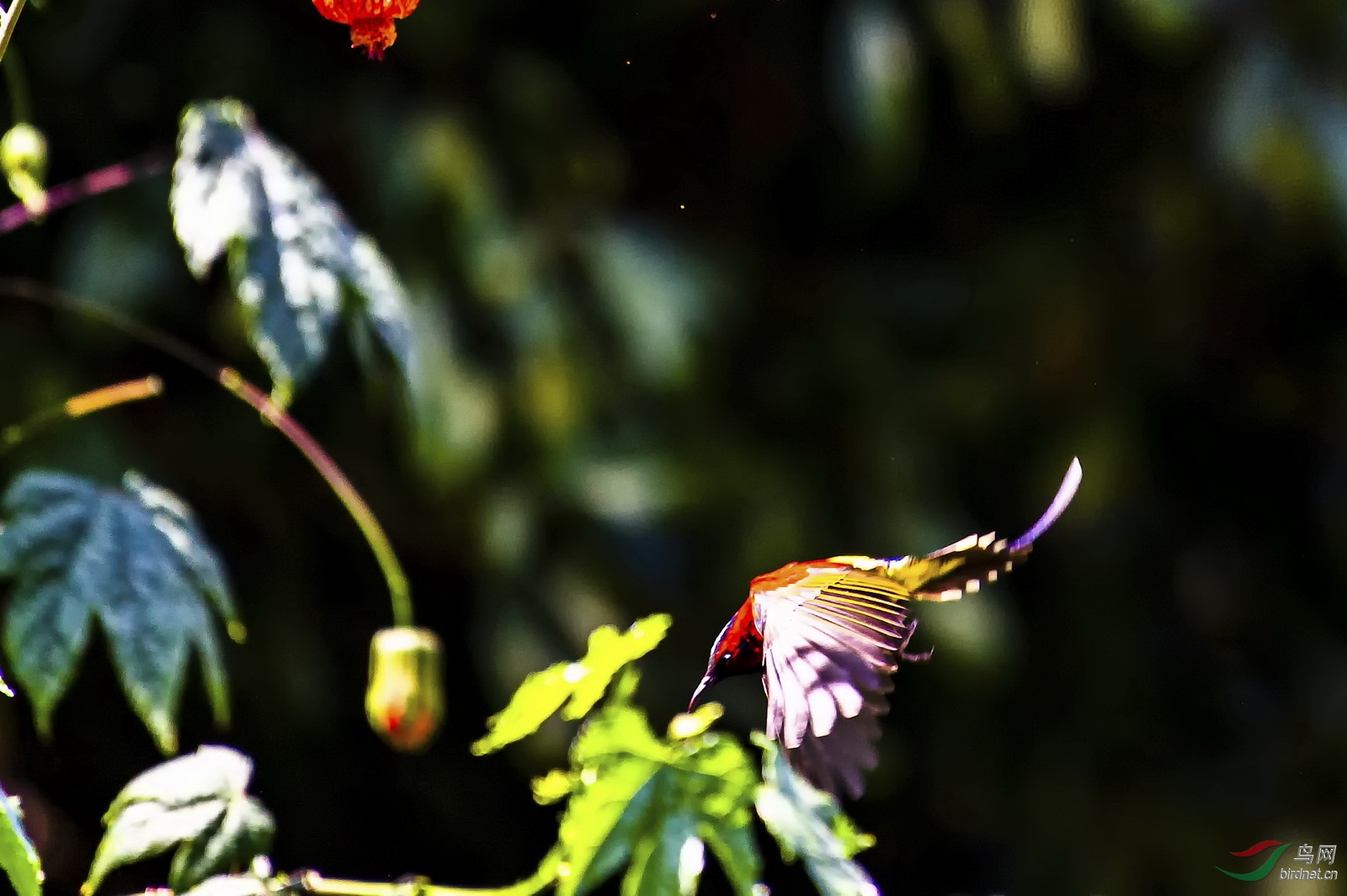 DSC_4272̫����.jpg