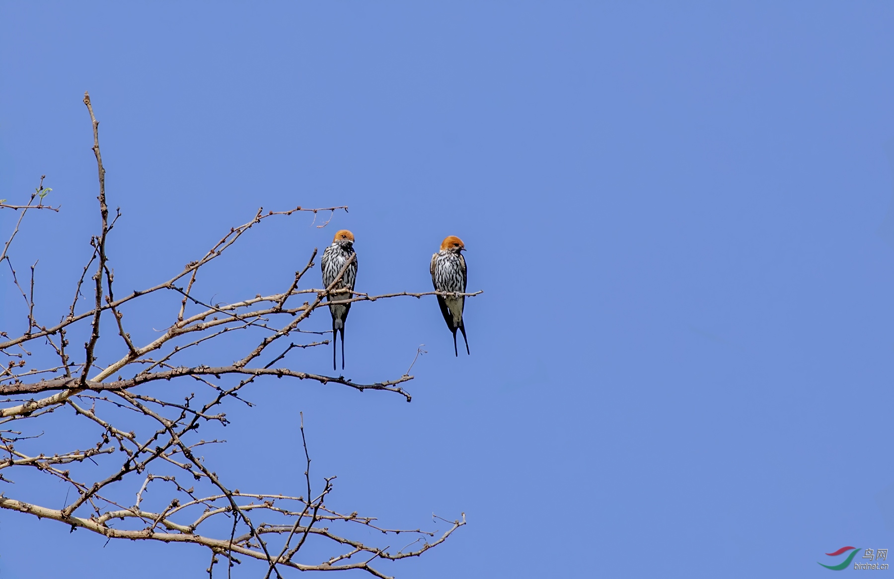 ��ͷ���ࣨ�����ǣ�