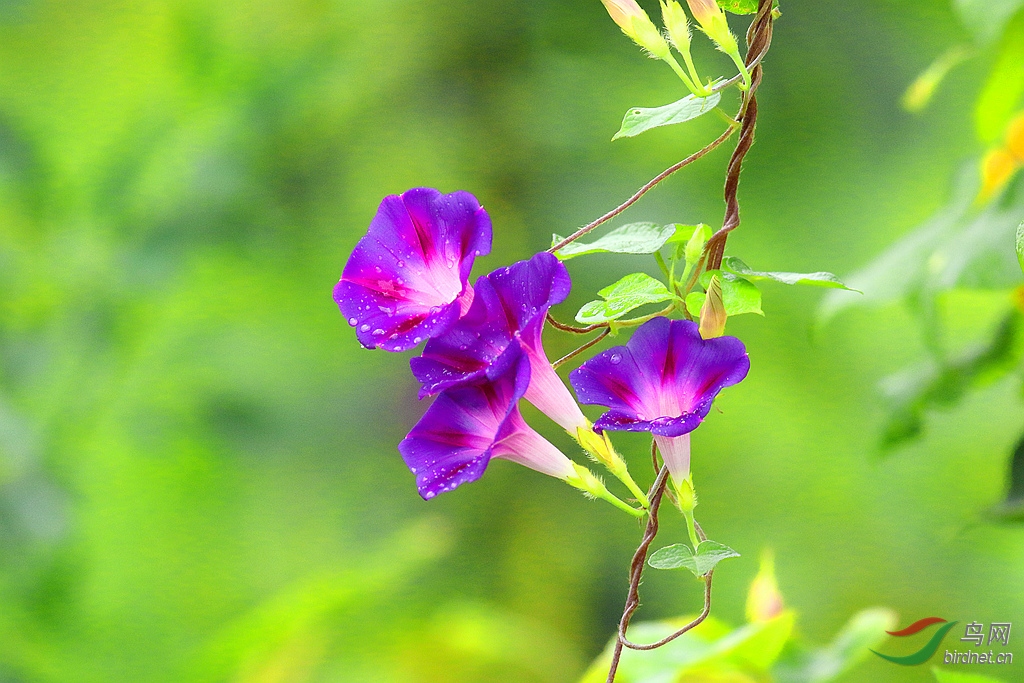 牵牛花