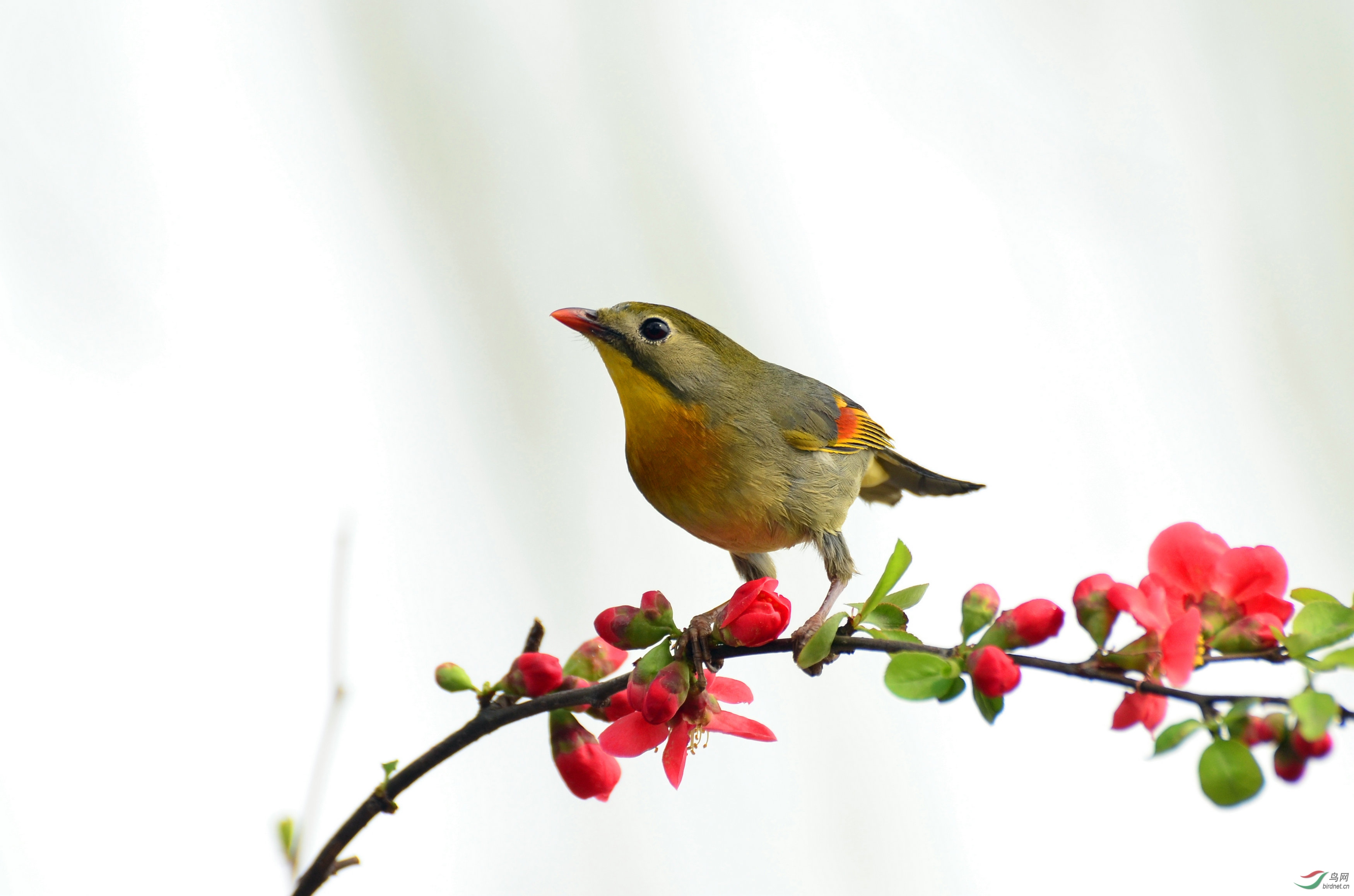 花鳥圖