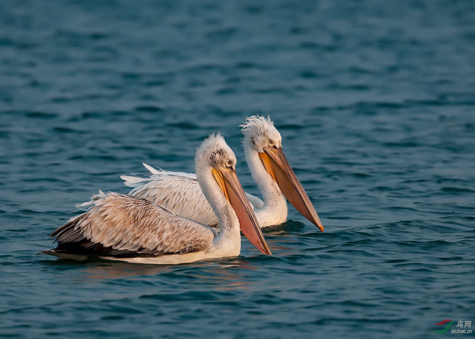 DSC_7639  B.jpg