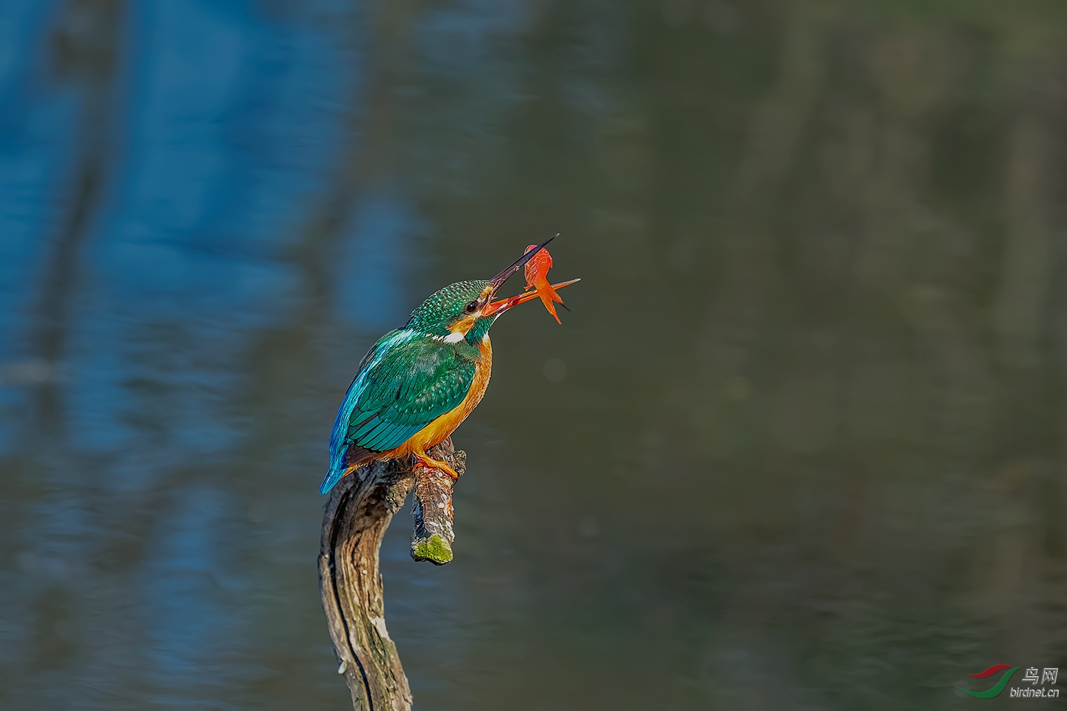 _DSC1212-2.jpg