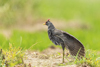 1 (85).JPG