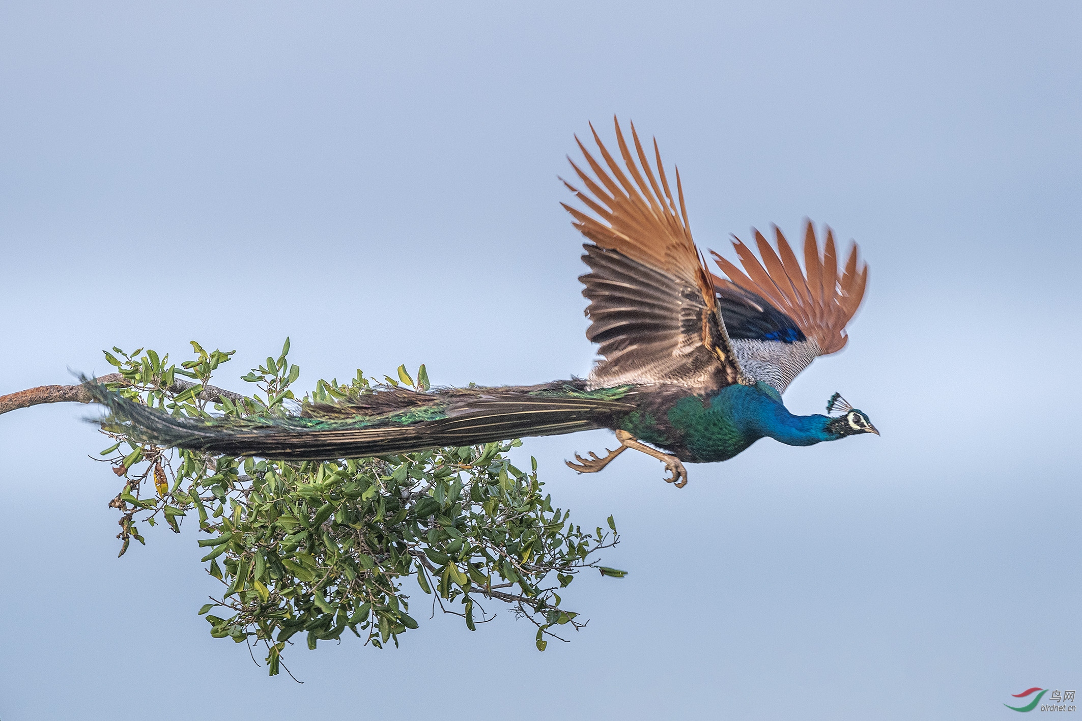 斯里兰卡蓝孔雀