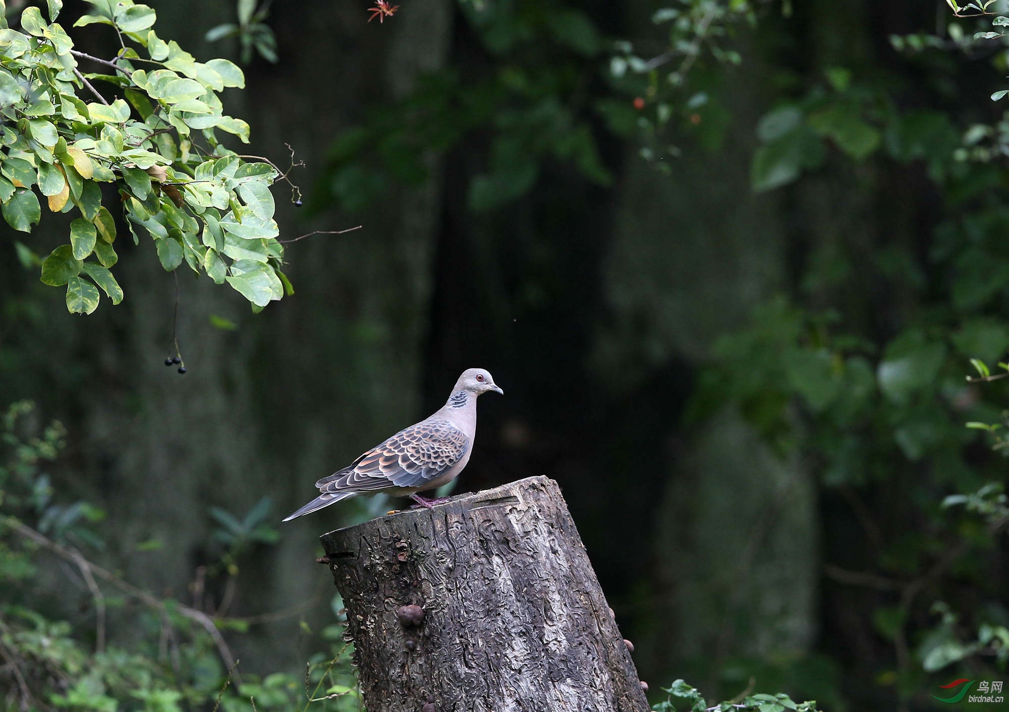 H46R0523_���� - ����_����.jpg