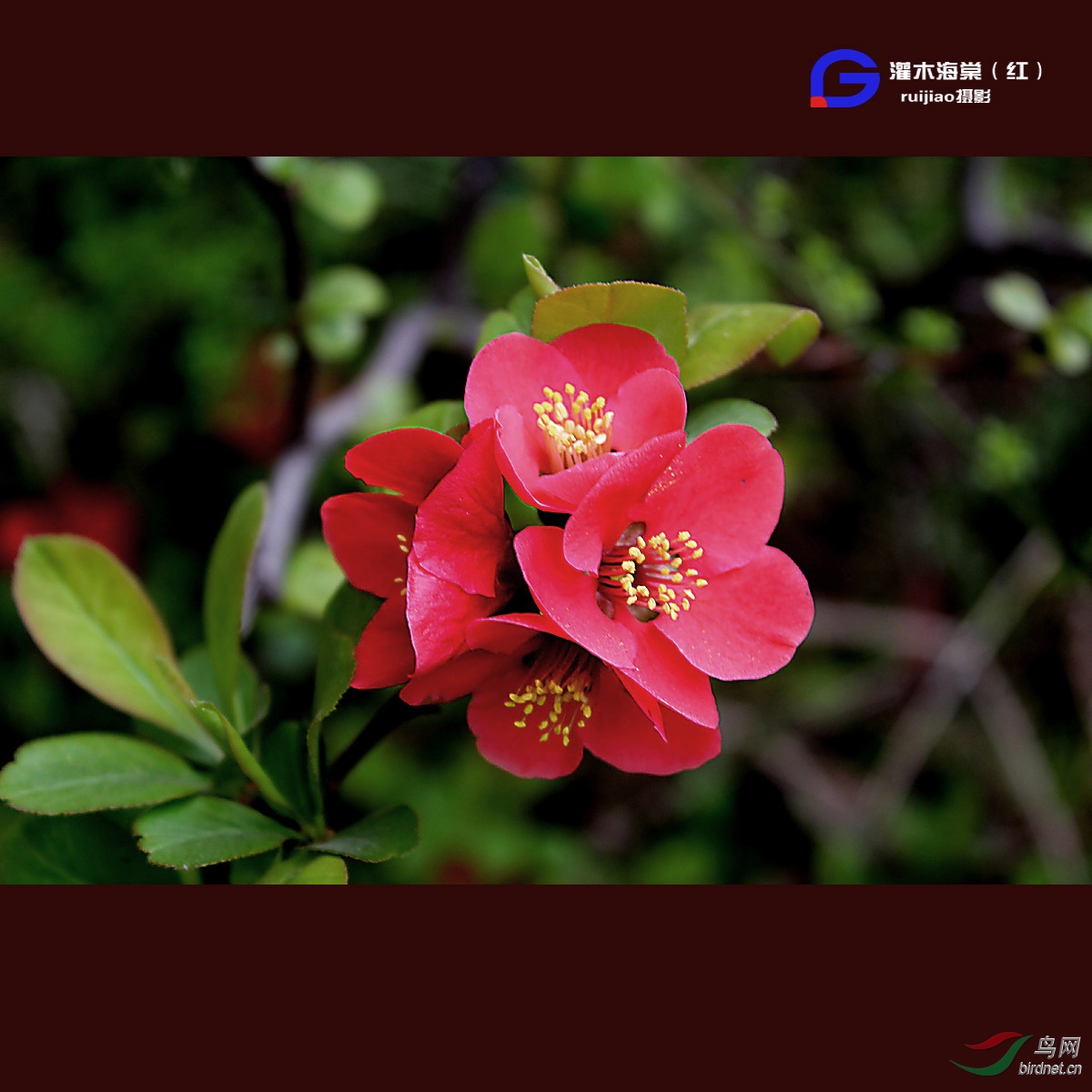 红色灌木海棠