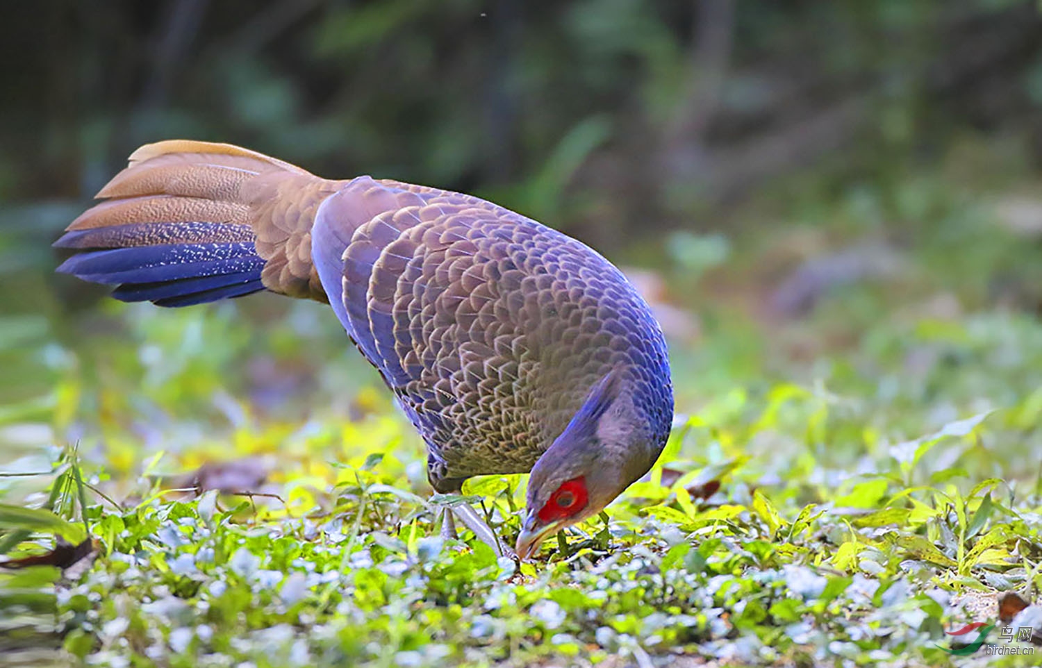 觅食