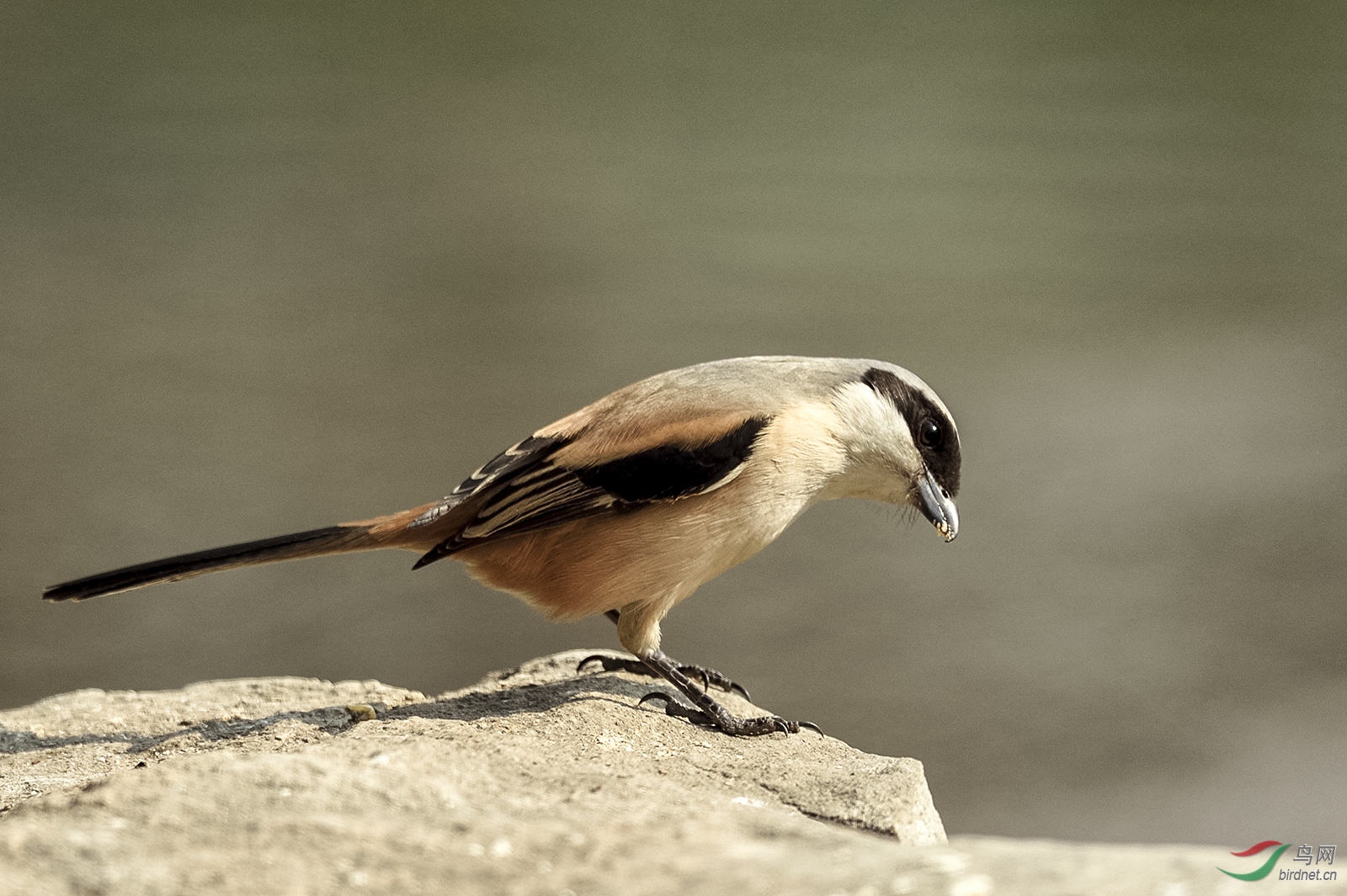 _DSC5454_7529a.jpg