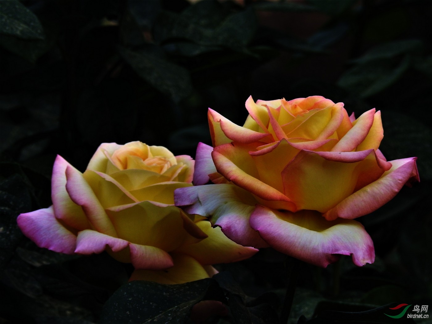 DSCN4874.JPG