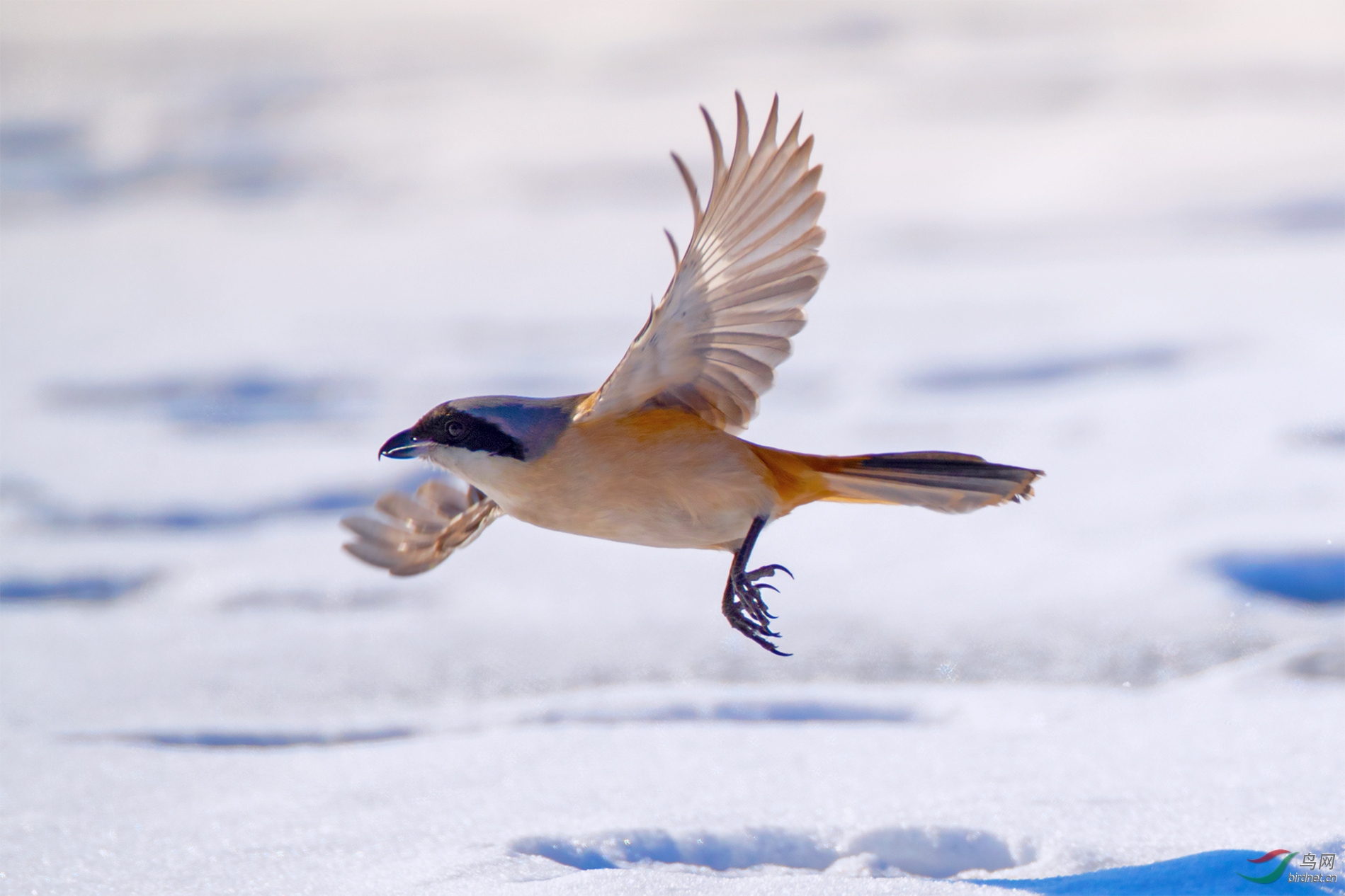 《逆光飞鸟》棕背伯劳