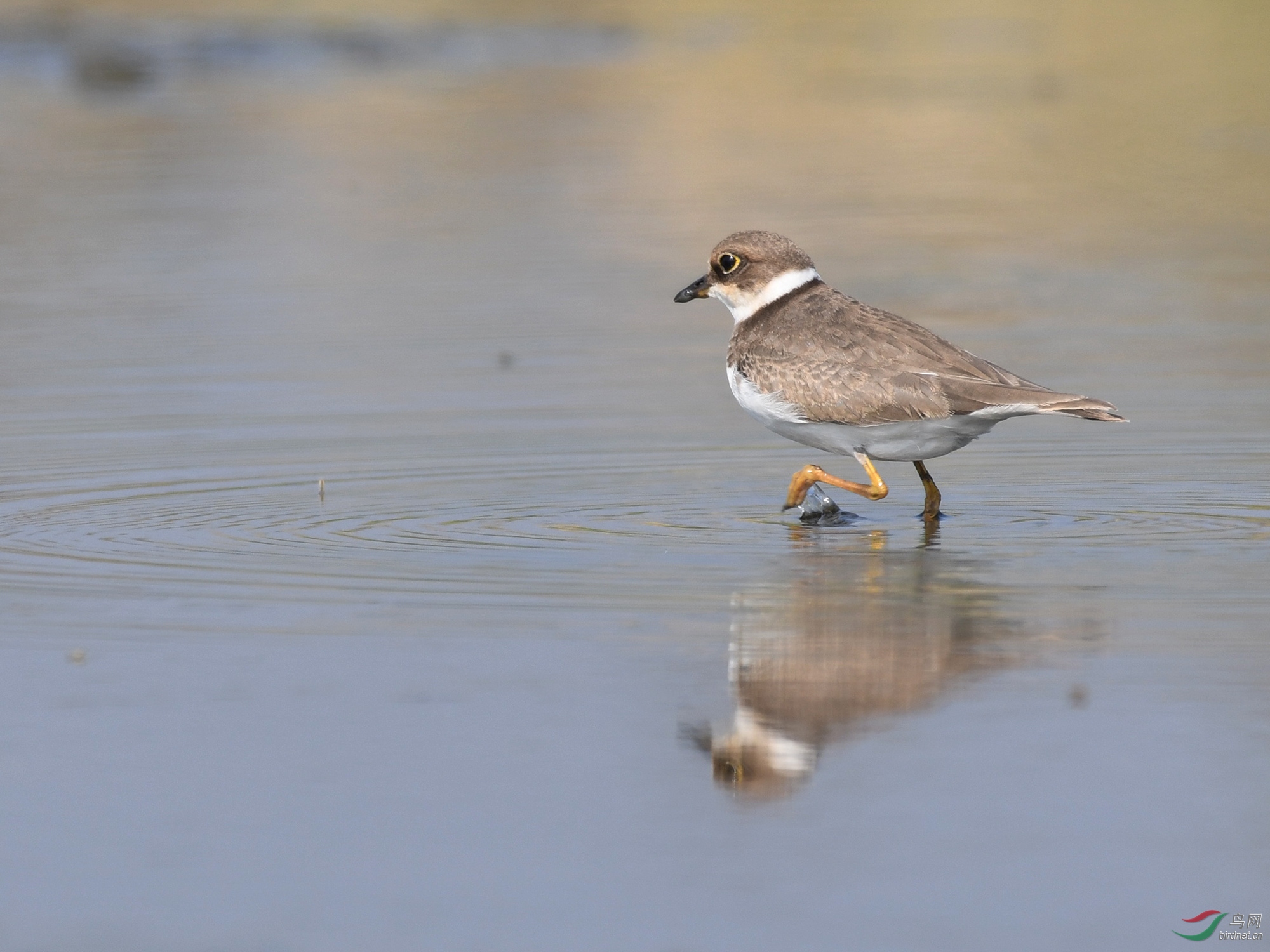 ������Ӱ 3176����.jpg