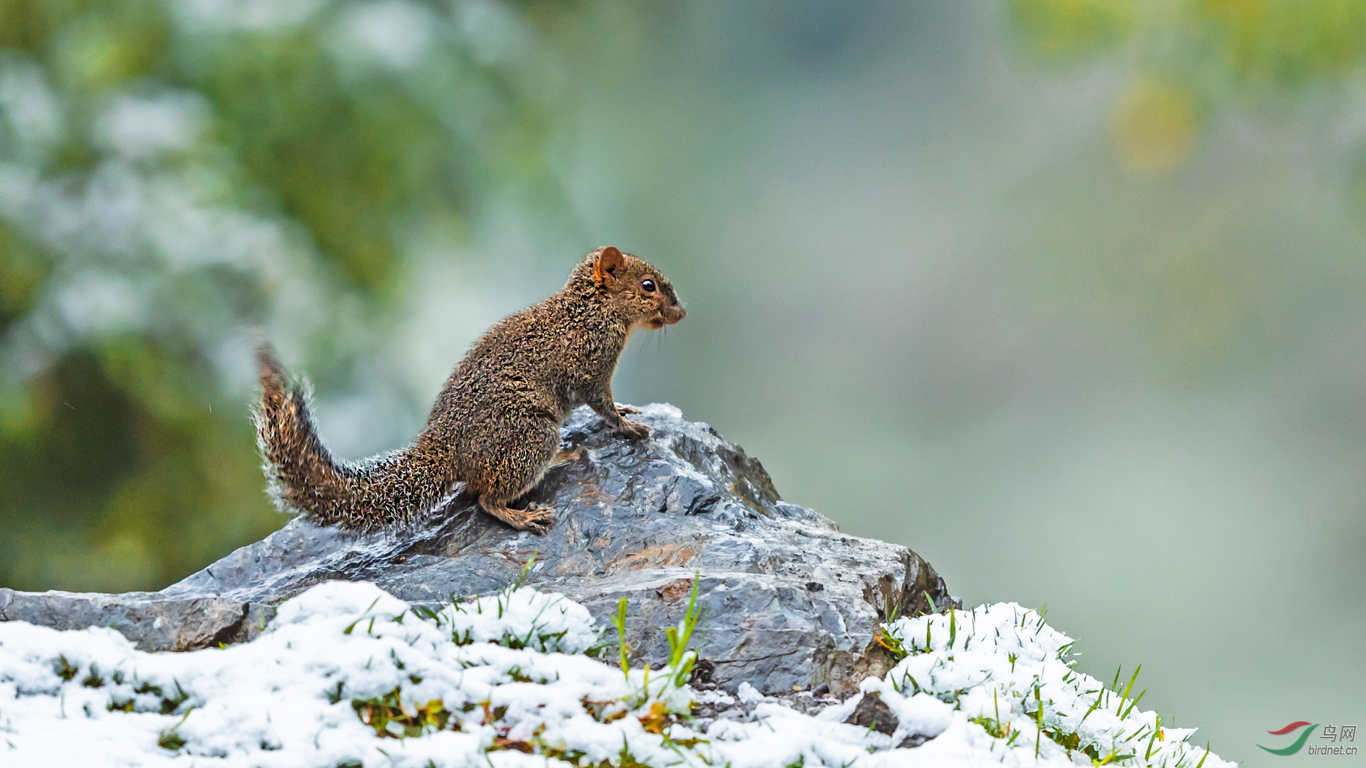 野鼠独偷高树果