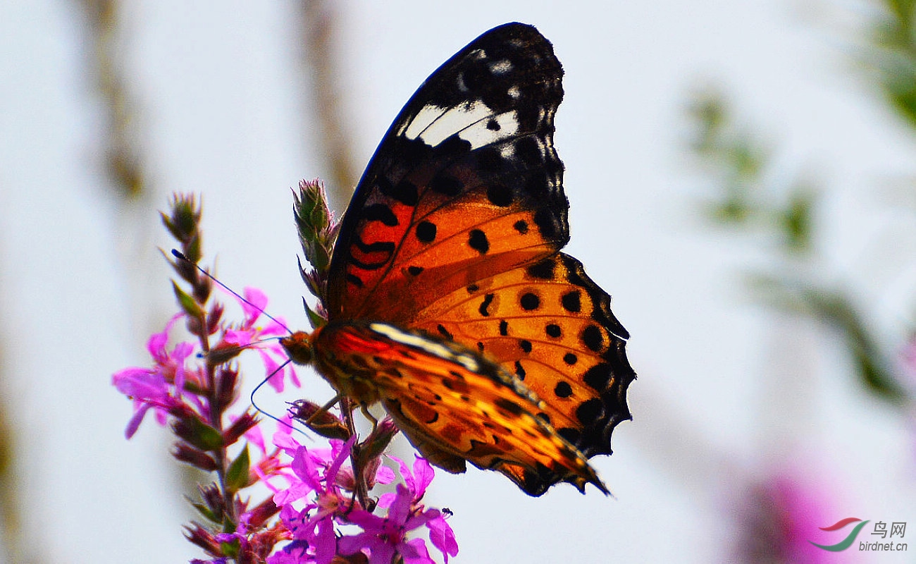 DSC_4083.JPG