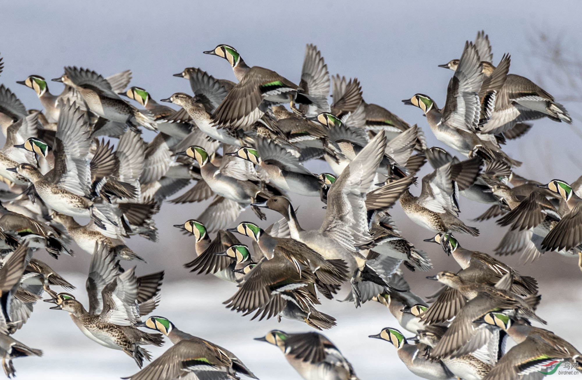 花脸鸭正在迁徙中