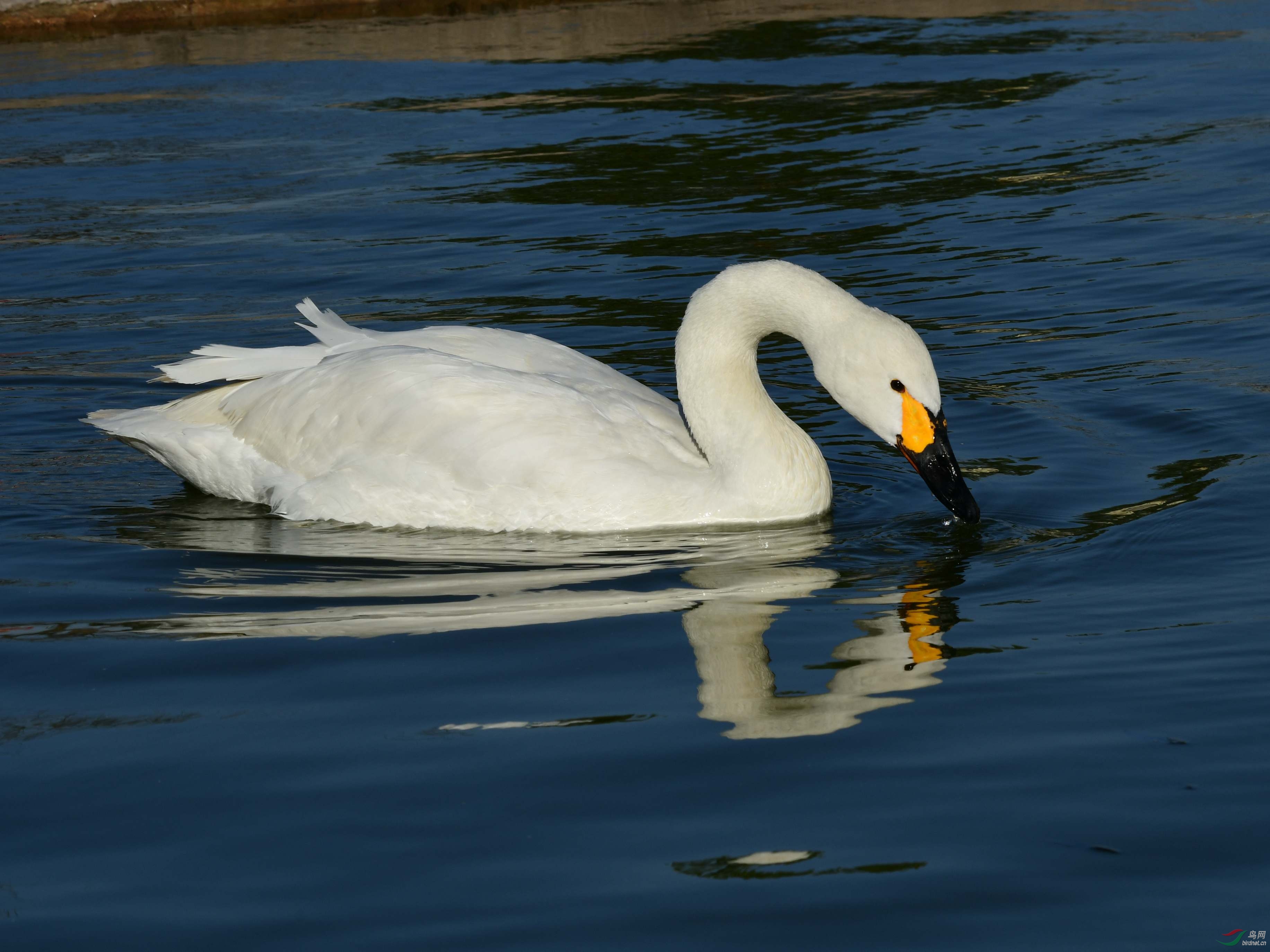 DSC_9175_����.jpg