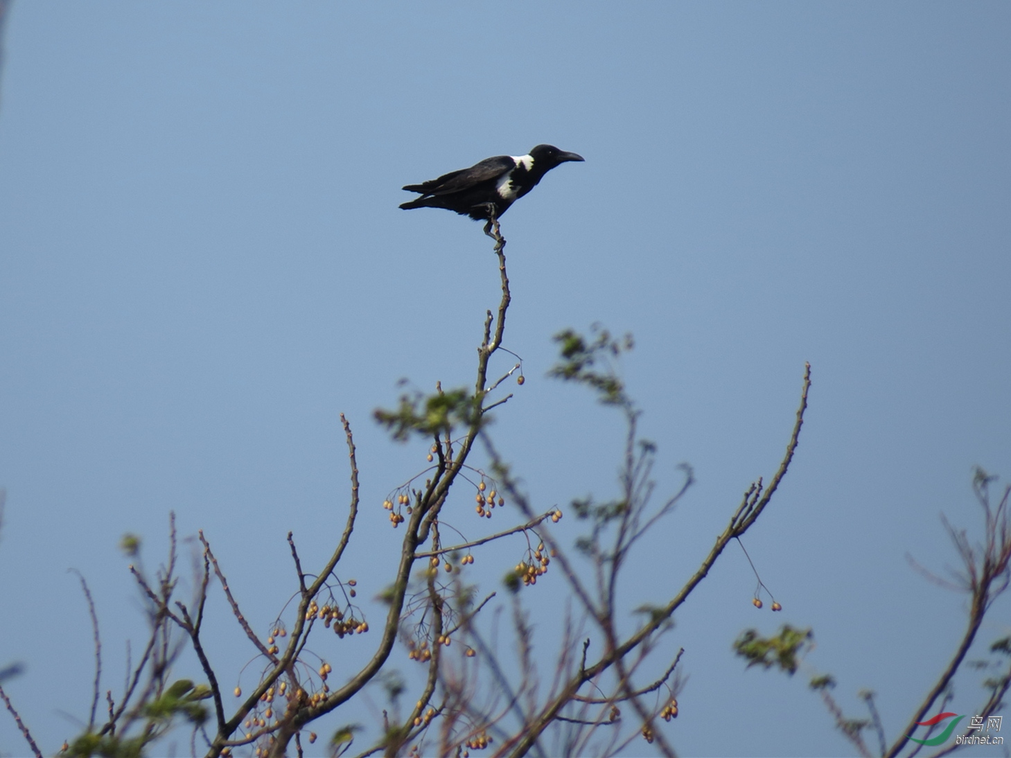 Լ200�� ����