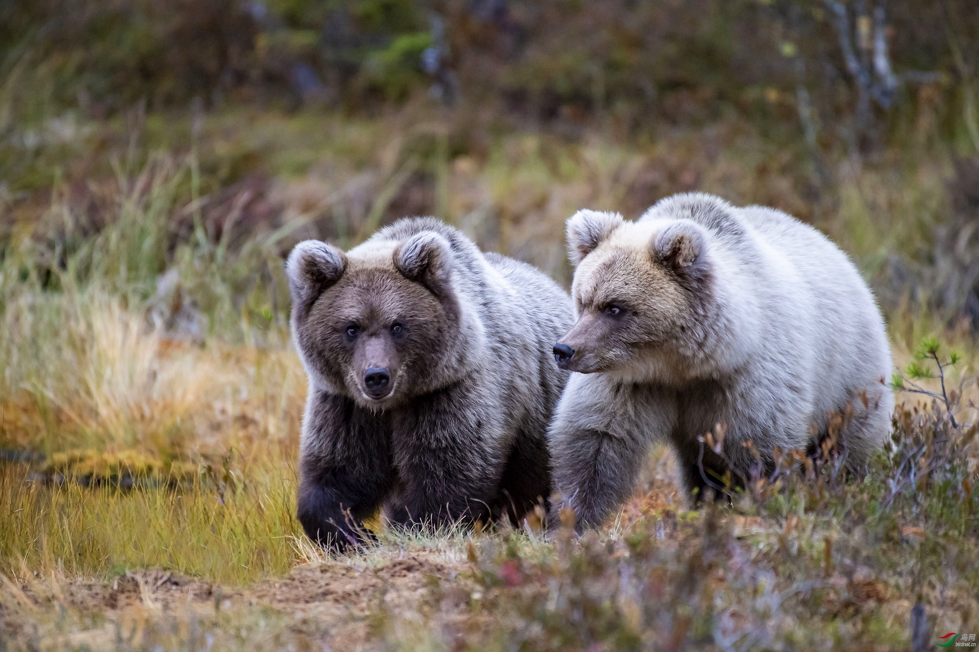 草木谷子老师作品---- 到芬兰去拍棕熊 荣获2020年3月8日 图文精华!