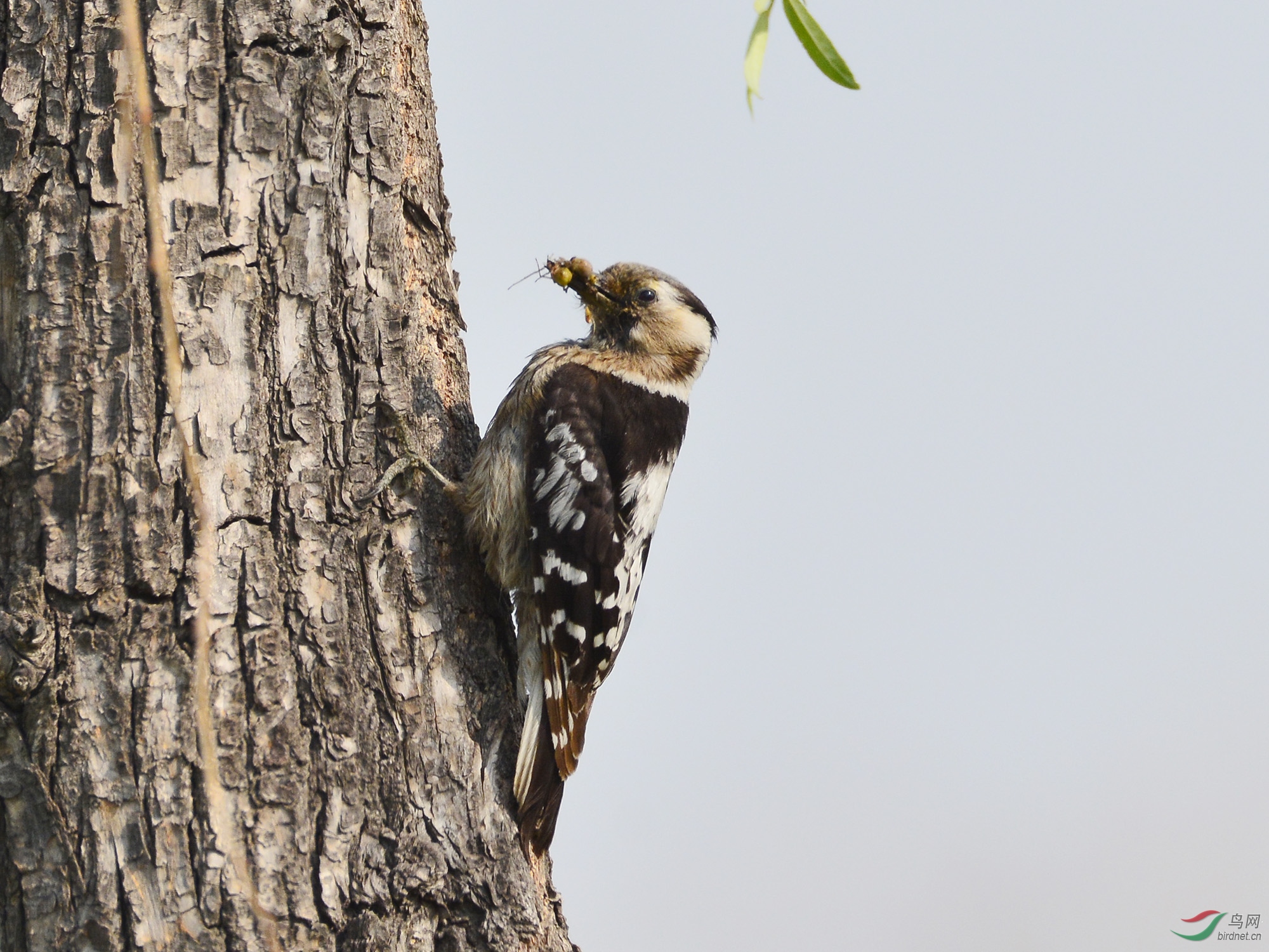 ������Ӱ 627����.jpg