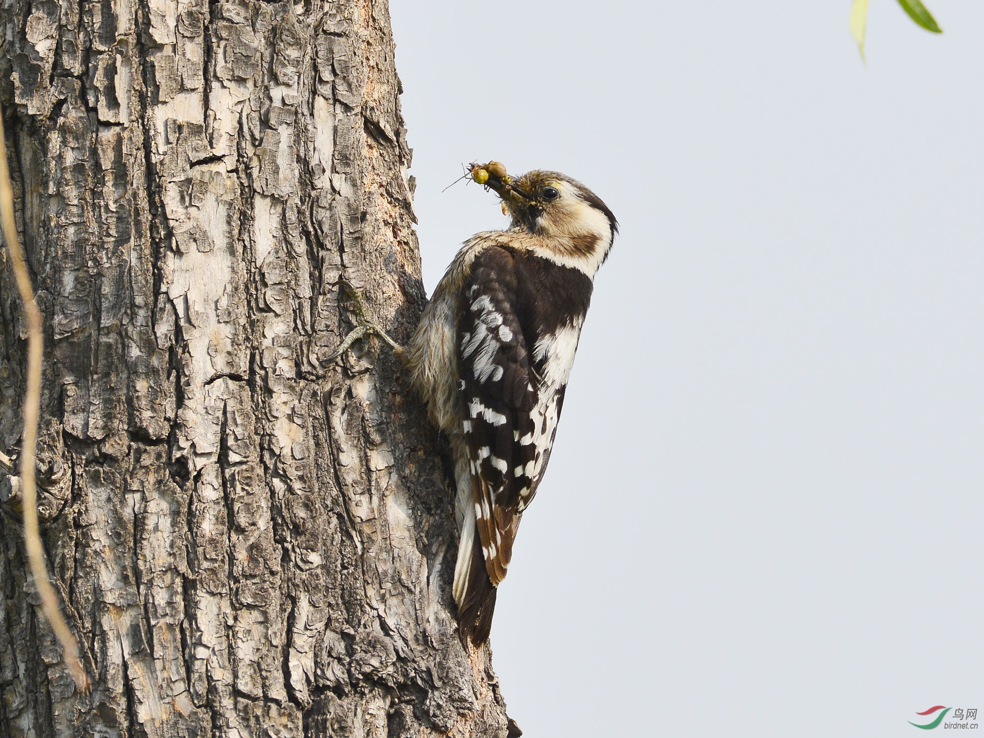 ������Ӱ 644����.jpg