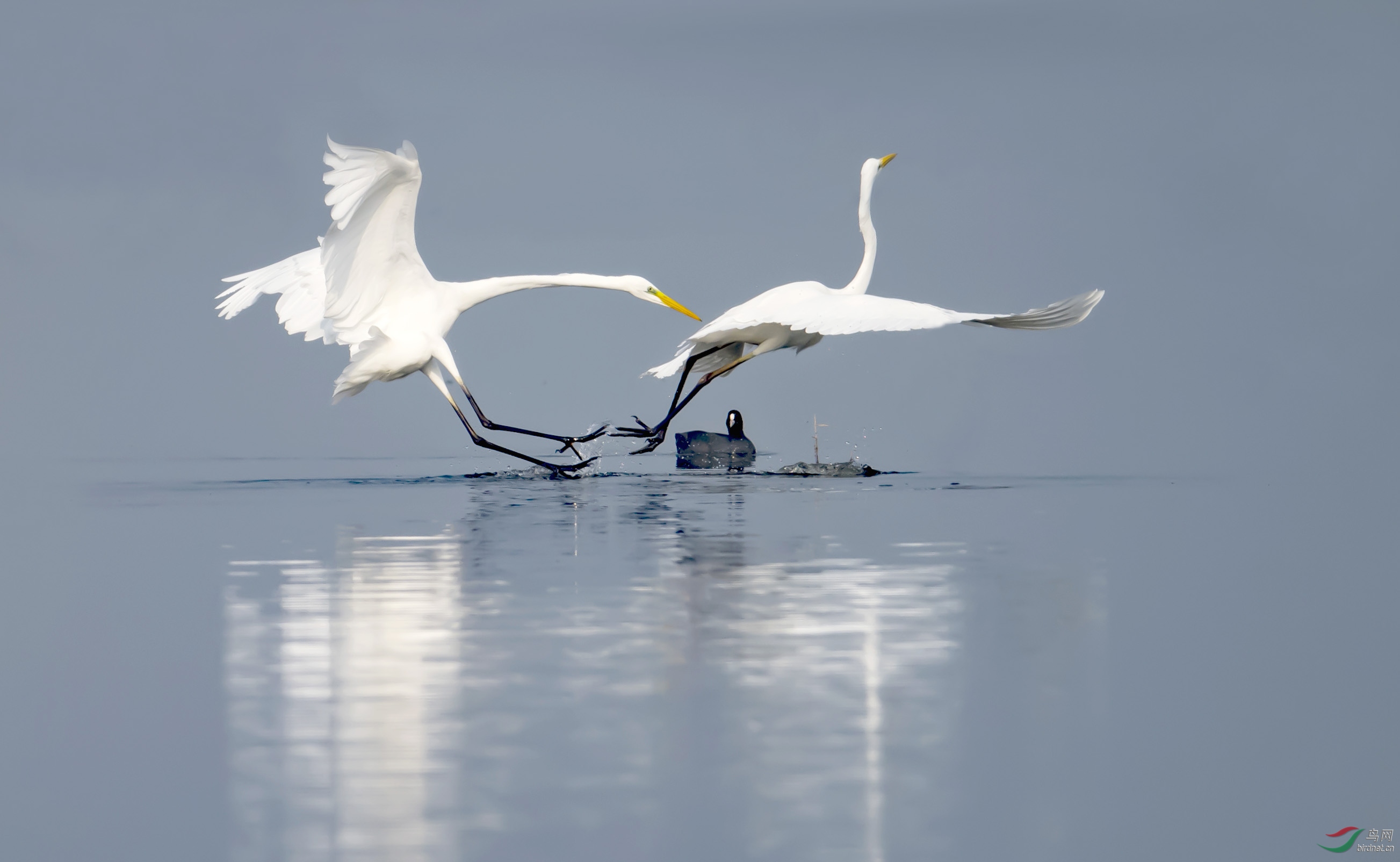 ��Ӯ����˵����