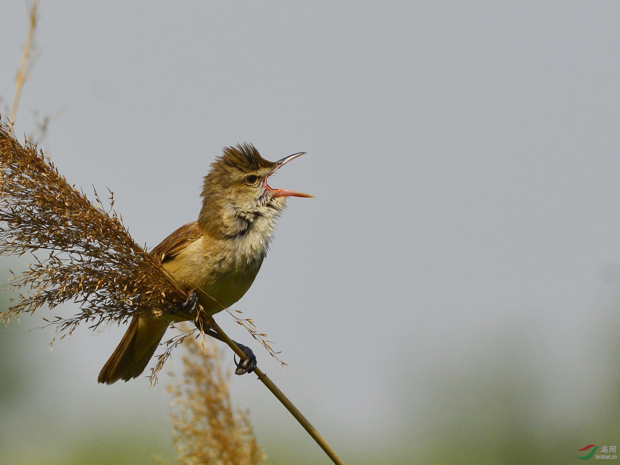 ������Ӱ 1786����.jpg