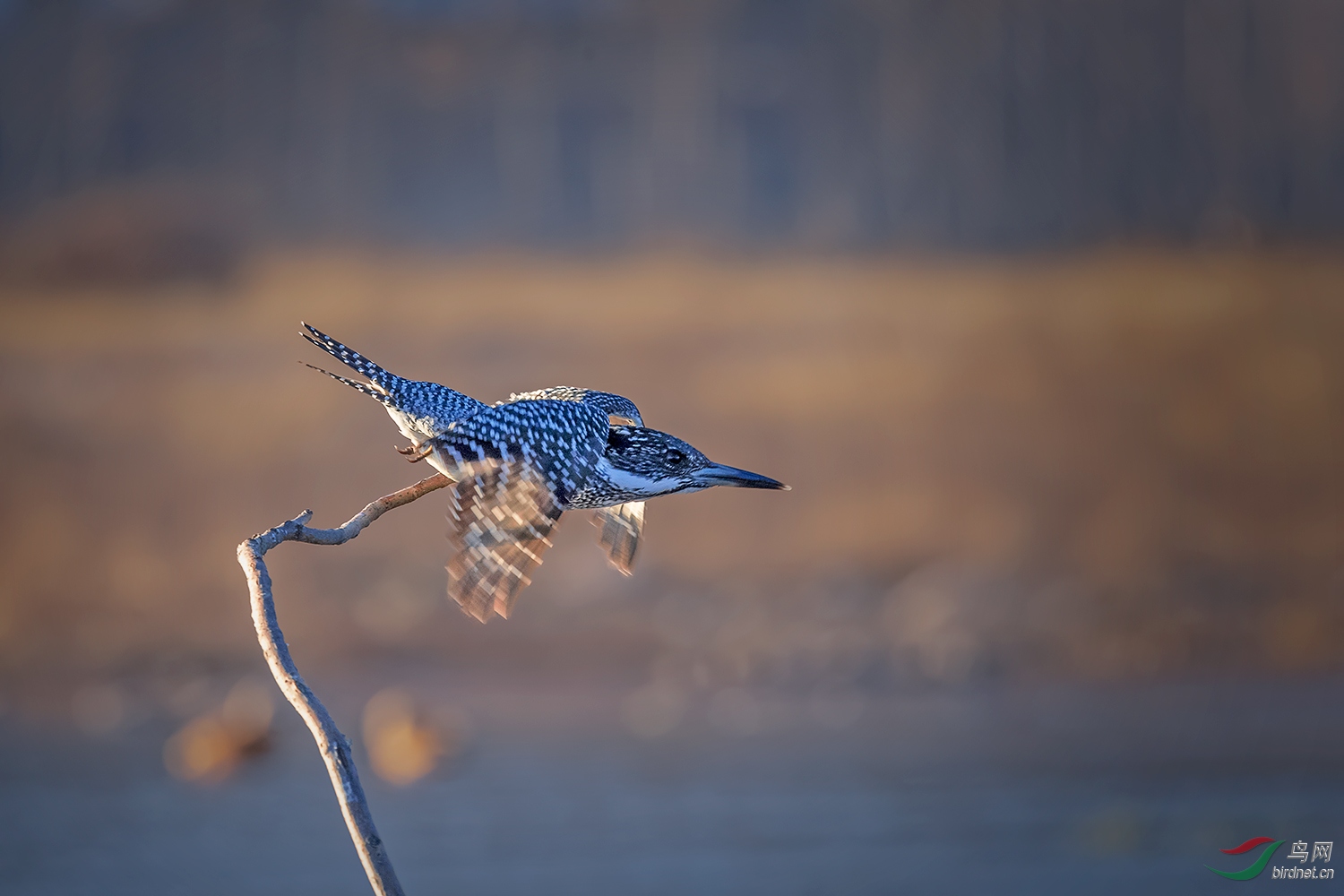_DSC2571-2.jpg
