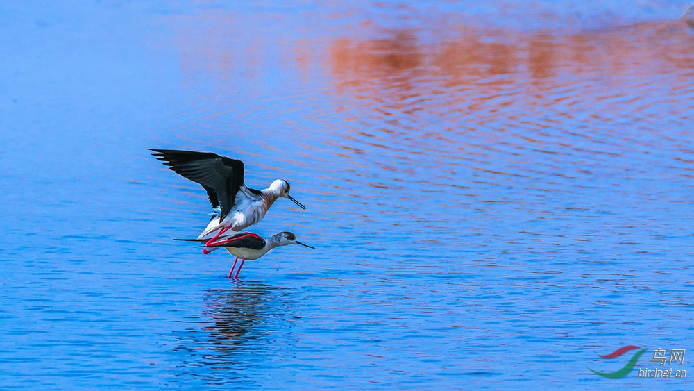 �ڳ᳤����