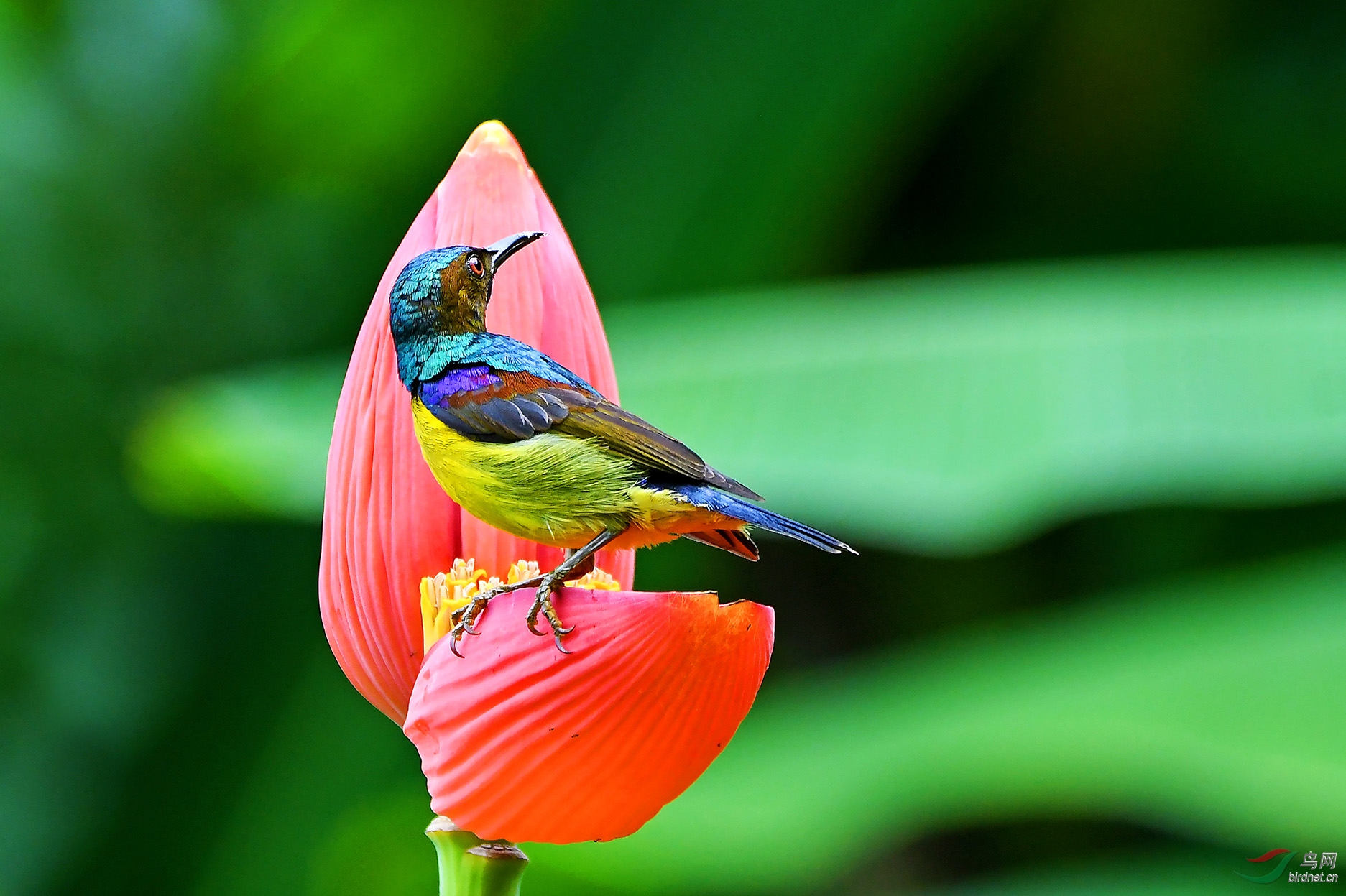 美姿(褐喉食蜜鸟)