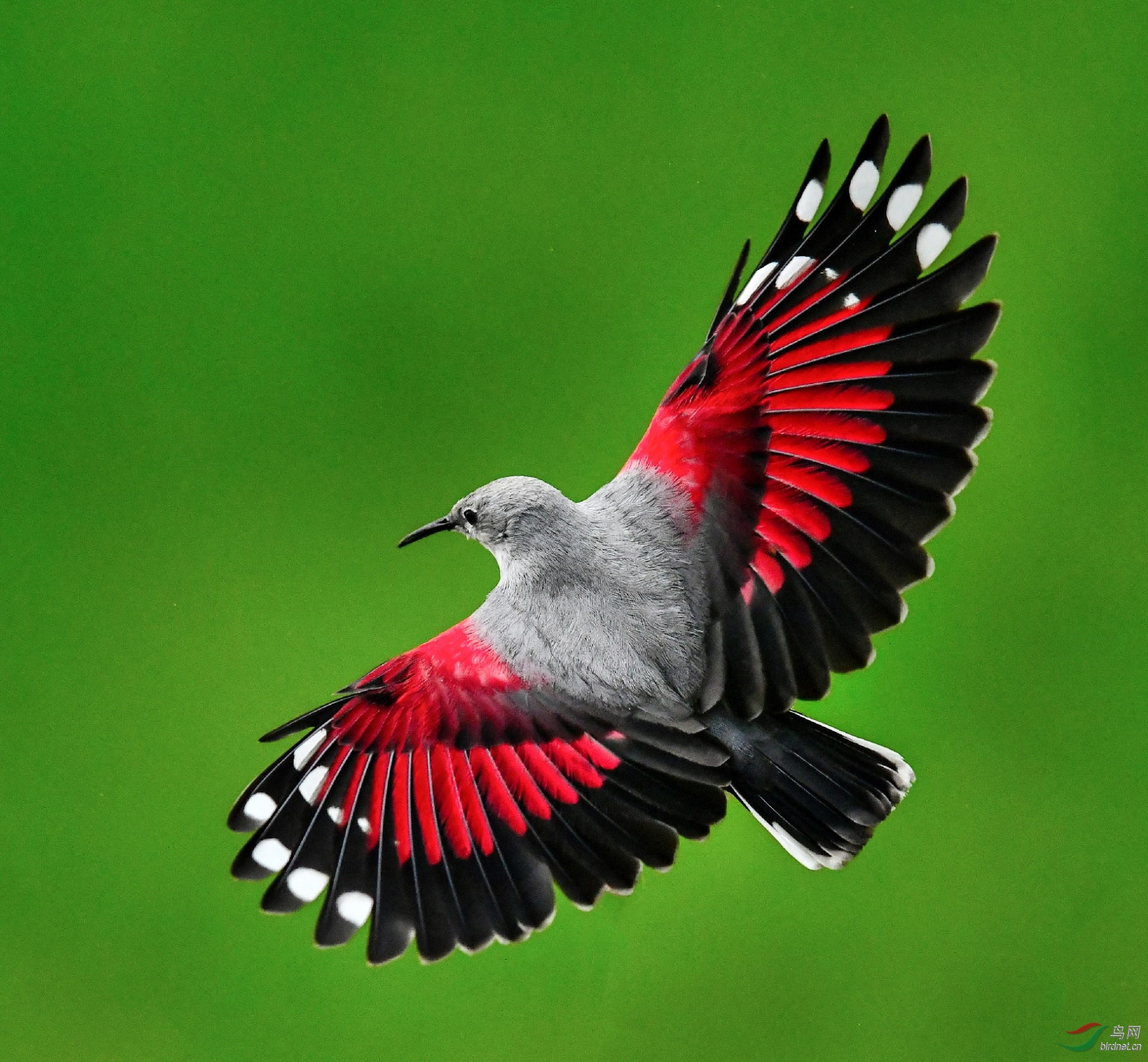 红蝴蝶祝贺广西版新上一台阶!