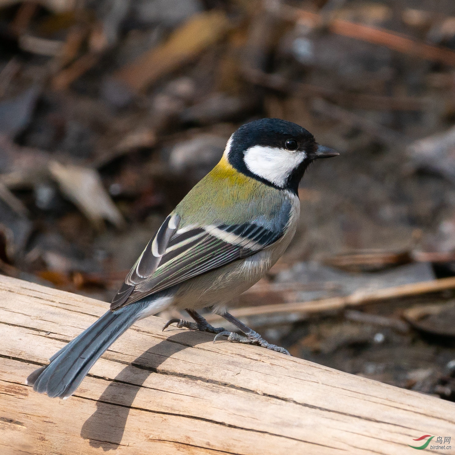 [林鸟] 昨日奥森公园拍----苍背山雀