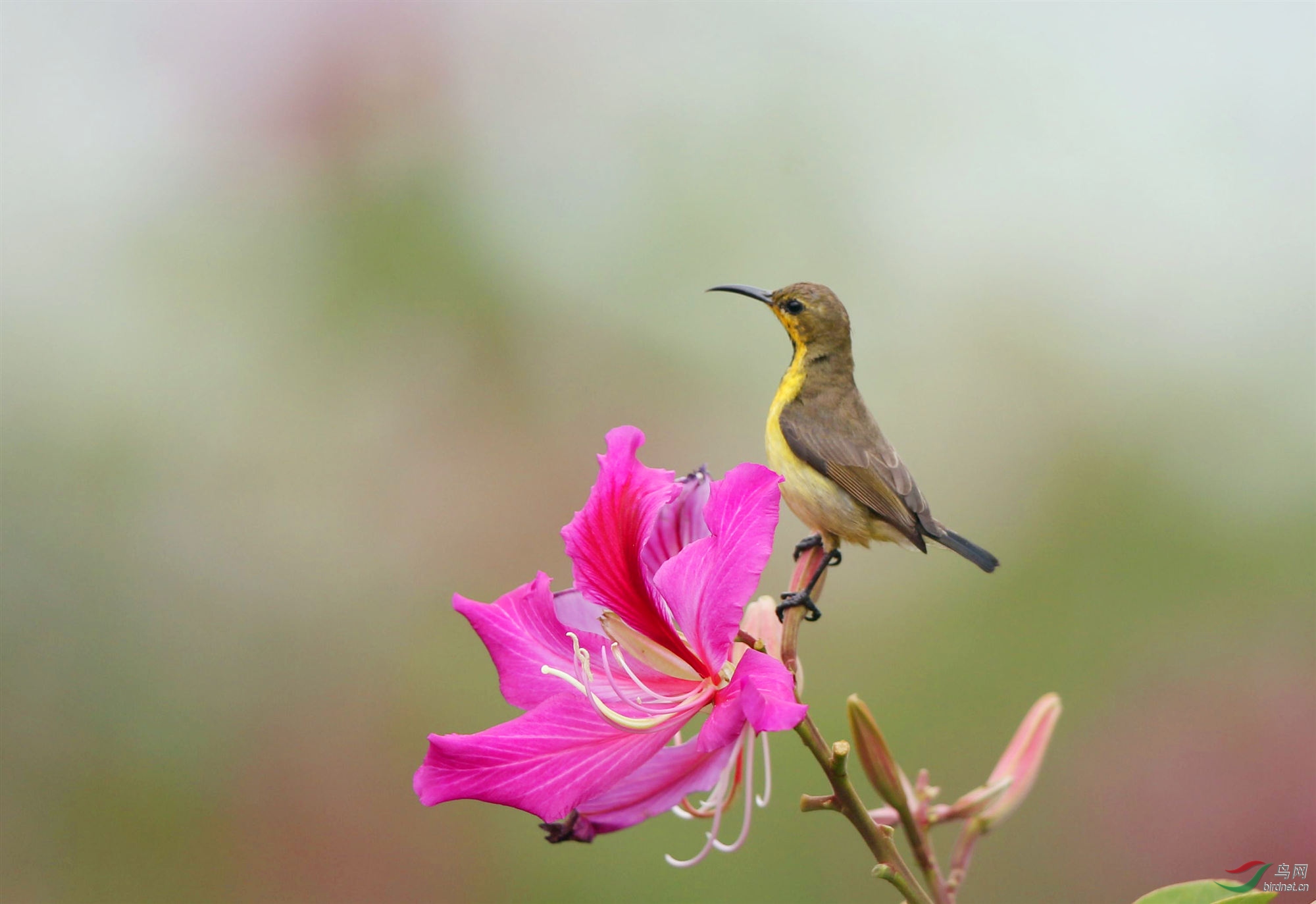 花蜜鳥