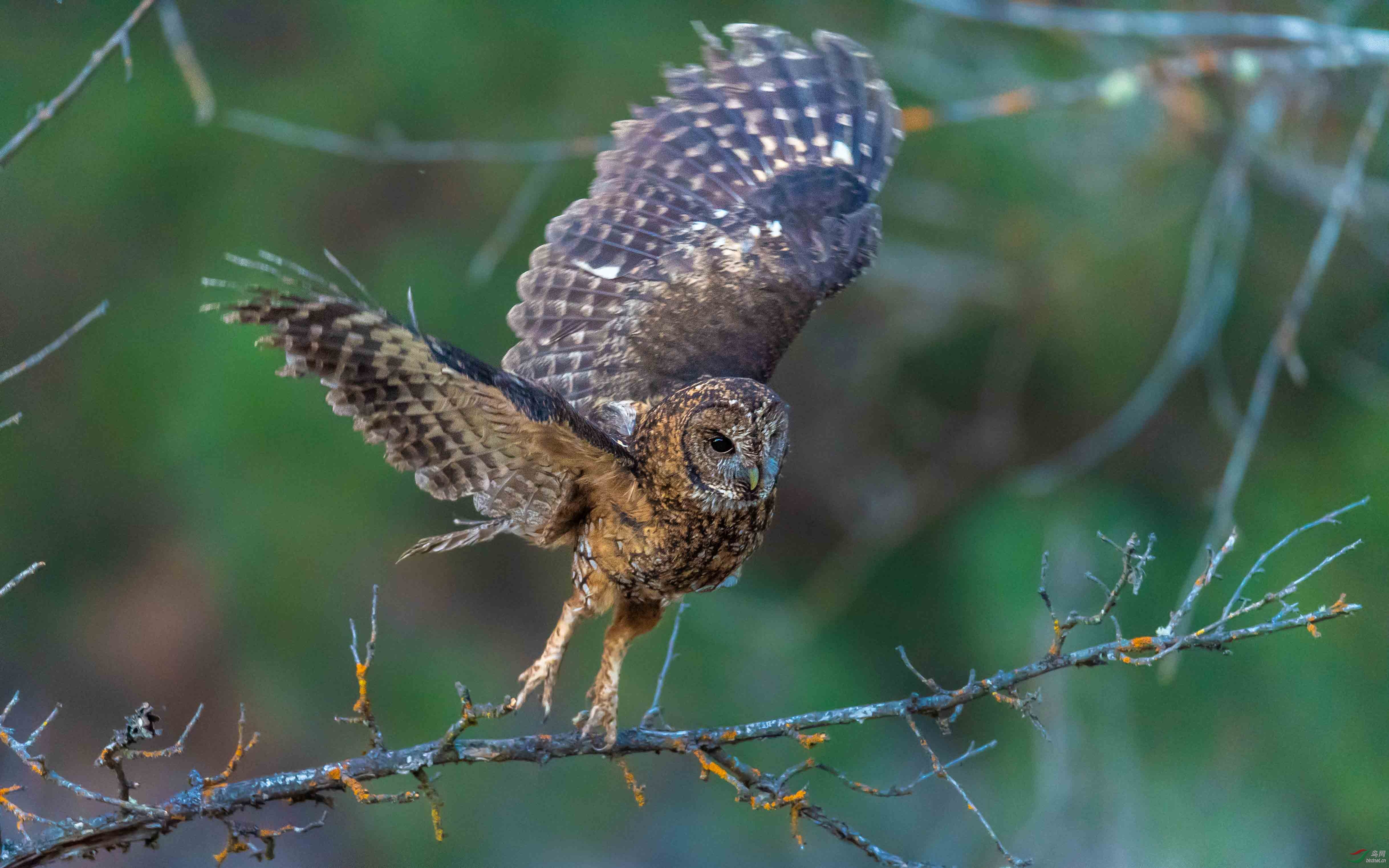 灰林鸮(西藏波密林中偶遇灰林鸮-搜遍鸟网,此鸟不多)~祝贺荣获首页鸟