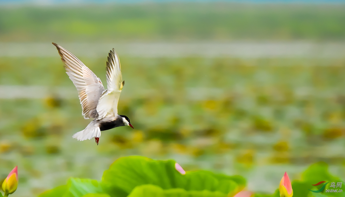 DSC_6015 - ����-1_2.jpg