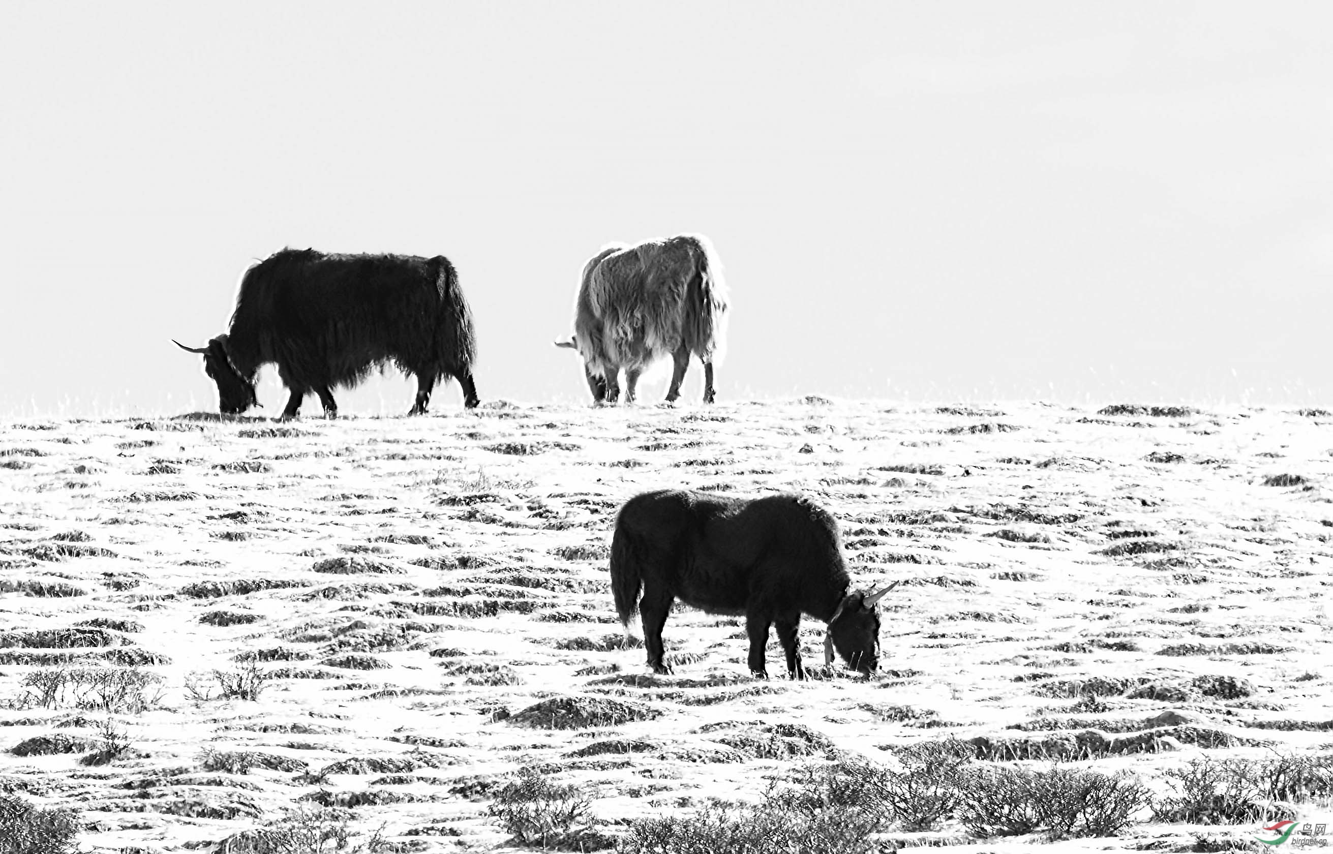 ci6w0996牦牛(黑白).jpg