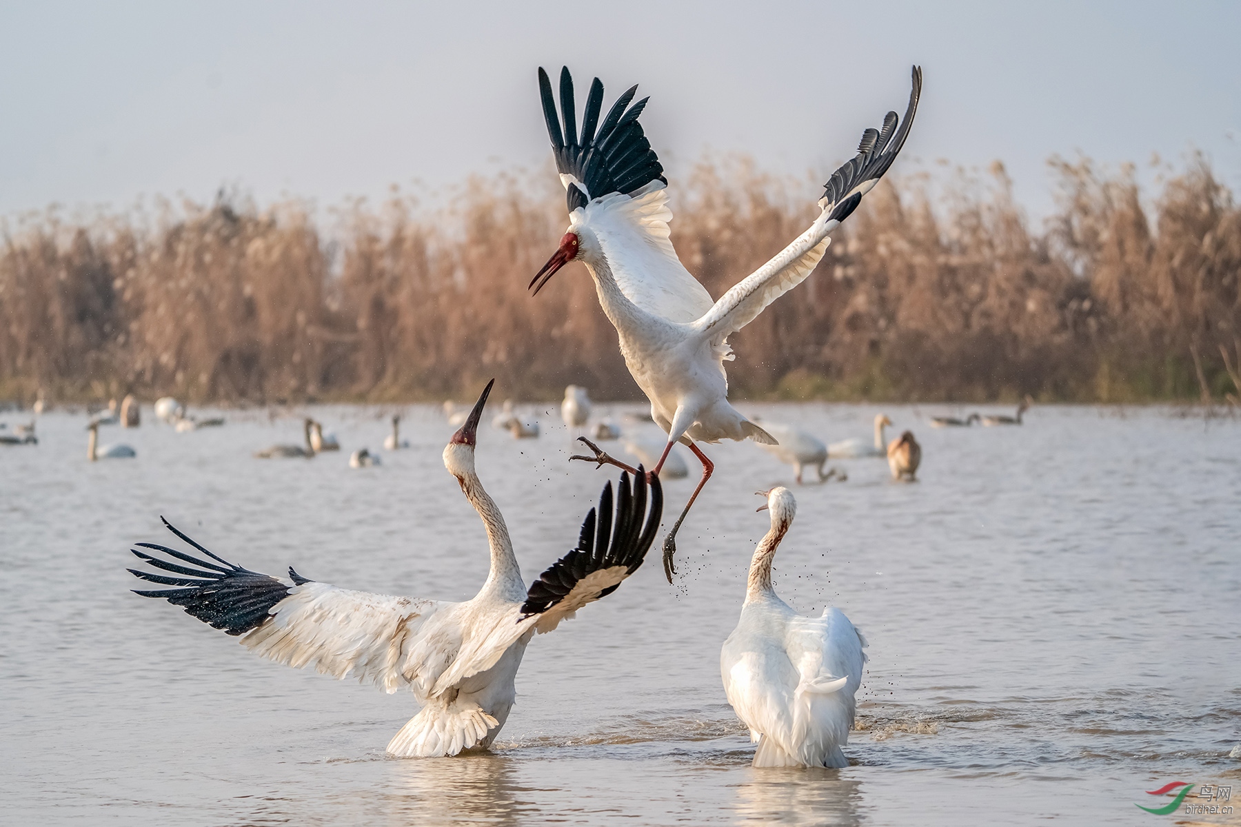 _DSC2613���ͺţ�AIpha-9����ͷSEL200-600G����Ȧ��f5.6�����ţ�2500���й⣺640�����ࣺ200���عⲹ�� 1��.jpg