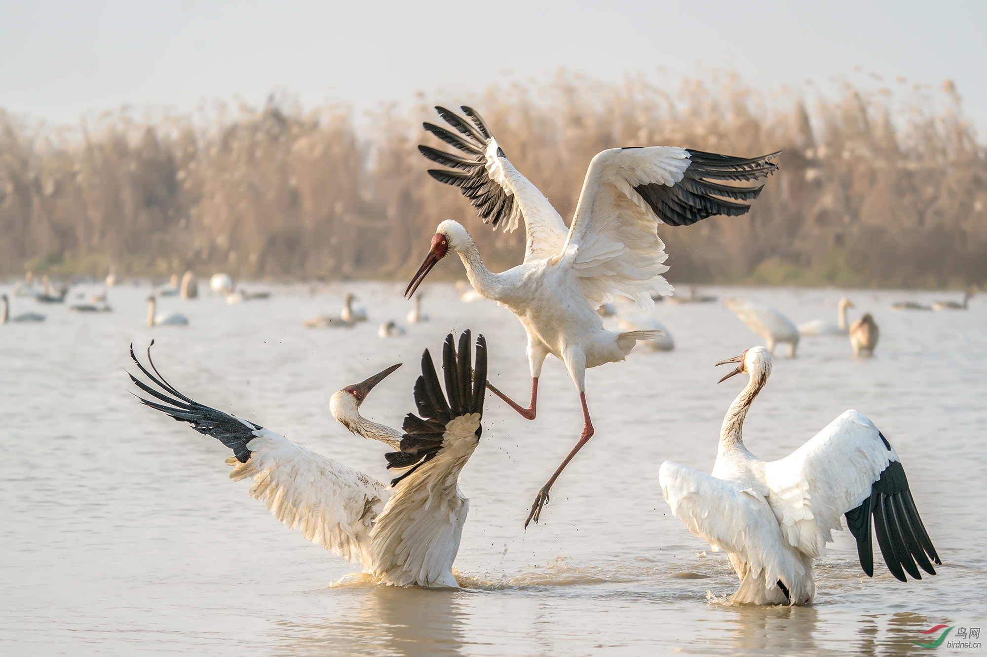 _DSC2616���ͺţ�AIpha-9����ͷSEL200-600G����Ȧ��f5.6�����ţ�2500���й⣺800�����ࣺ200���عⲹ�� 1��.jpg