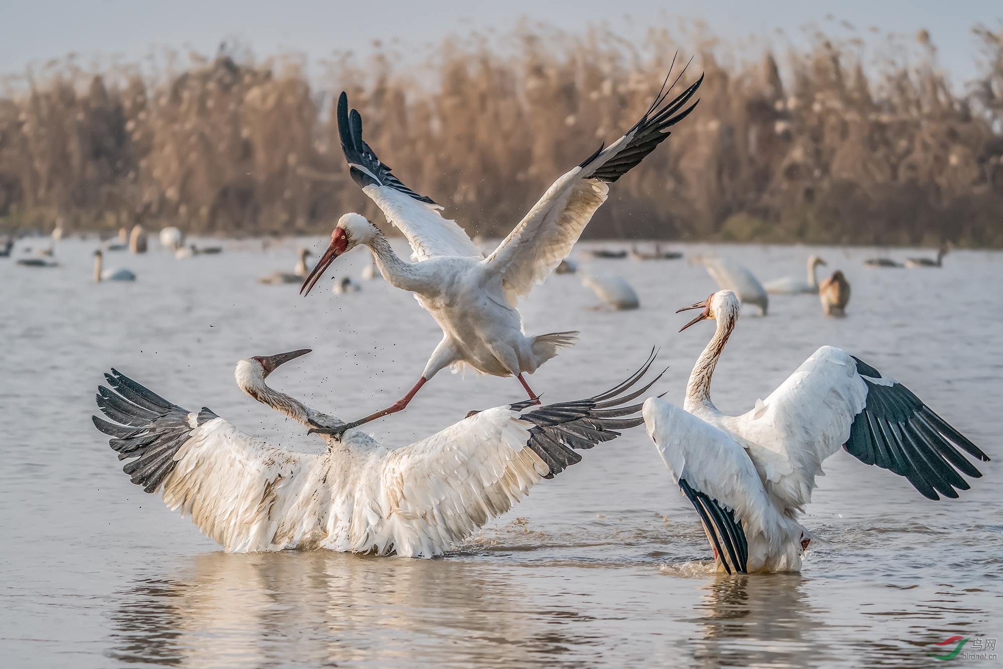 _DSC2617���ͺţ�AIpha-9����ͷSEL200-600G����Ȧ��f5.6�����ţ�2500���й⣺800�����ࣺ200���عⲹ�� 1��.jpg