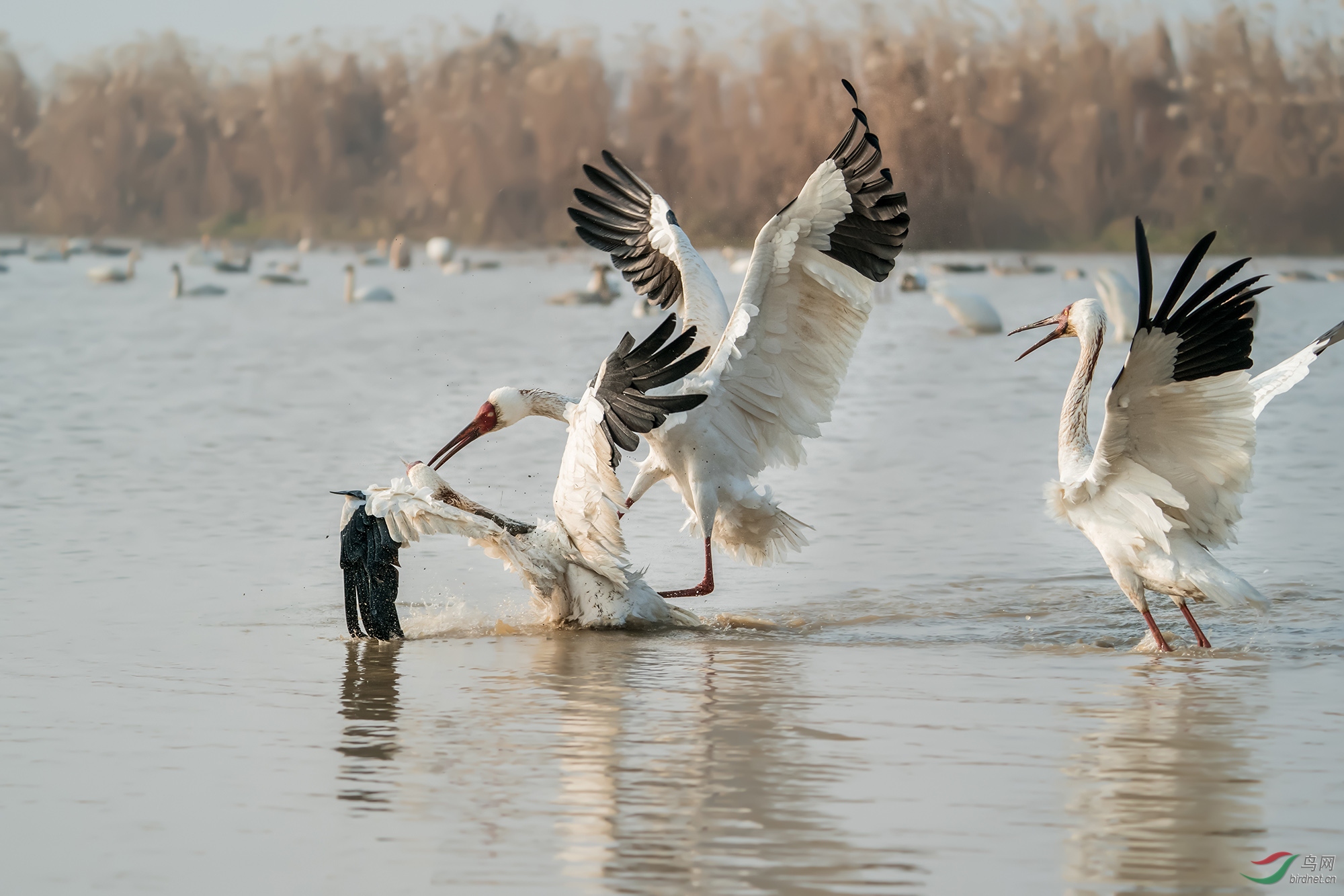 _DSC2619���ͺţ�AIpha-9����ͷSEL200-600G����Ȧ��f5.6�����ţ�2500���й⣺800�����ࣺ200���عⲹ�� 1��.jpg