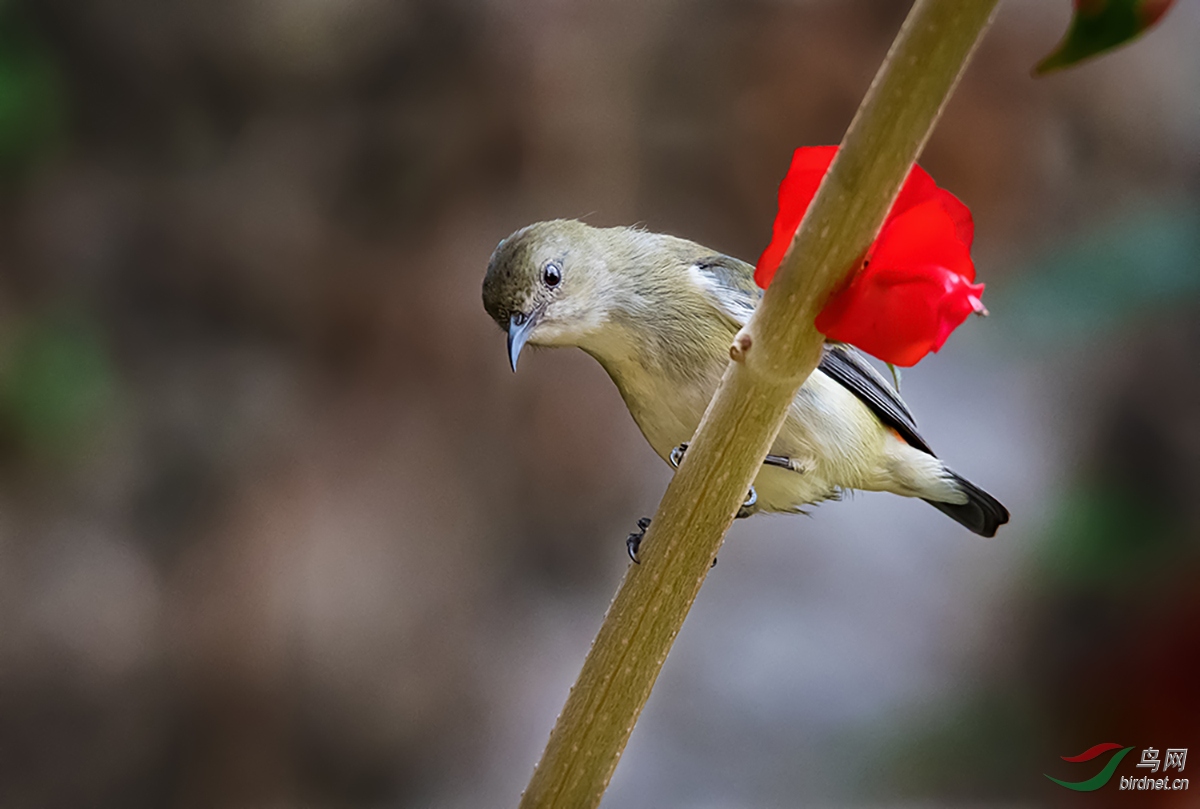 朱背啄花鳥(雌)