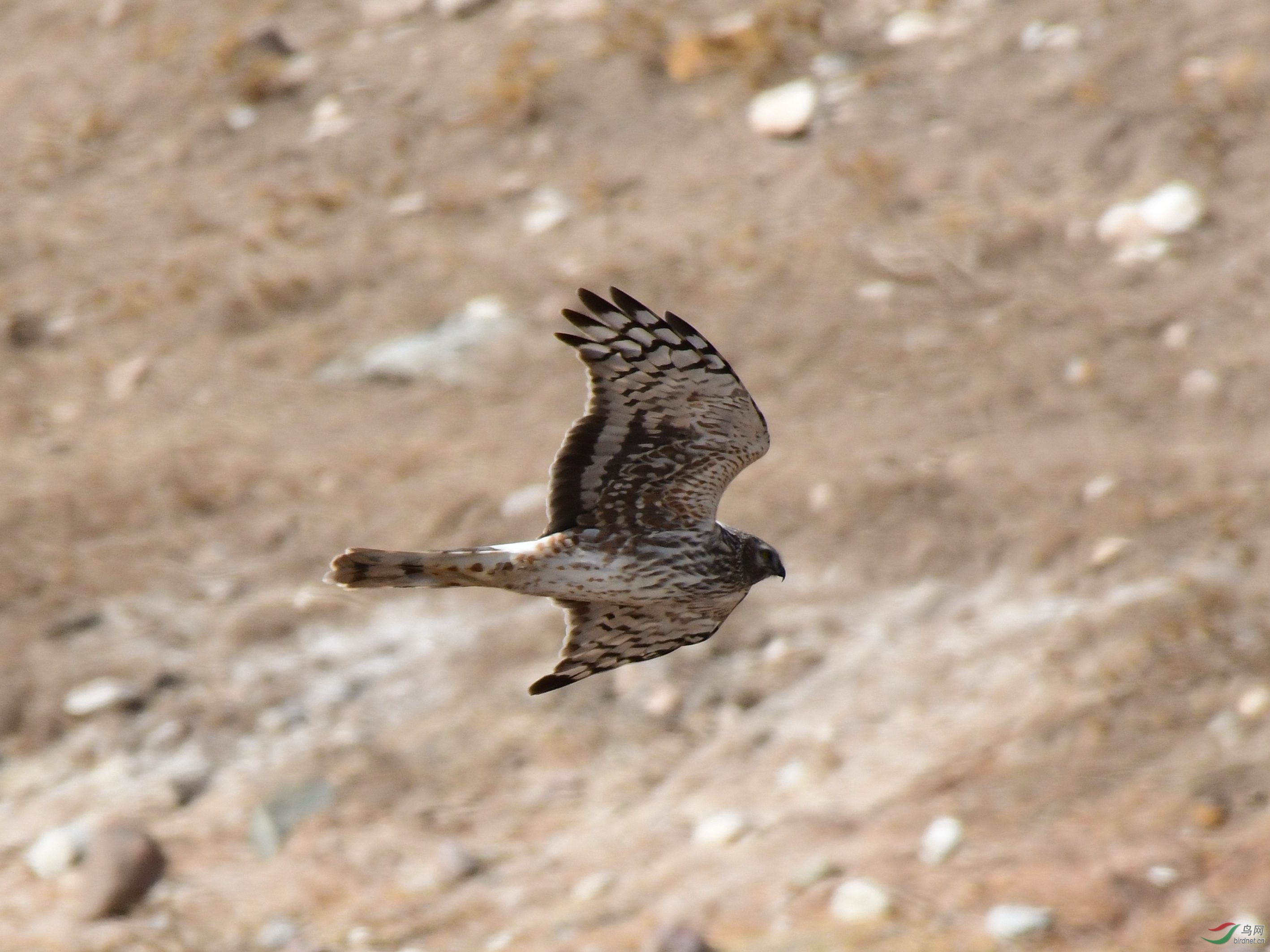 DSC_7257_副本.jpg