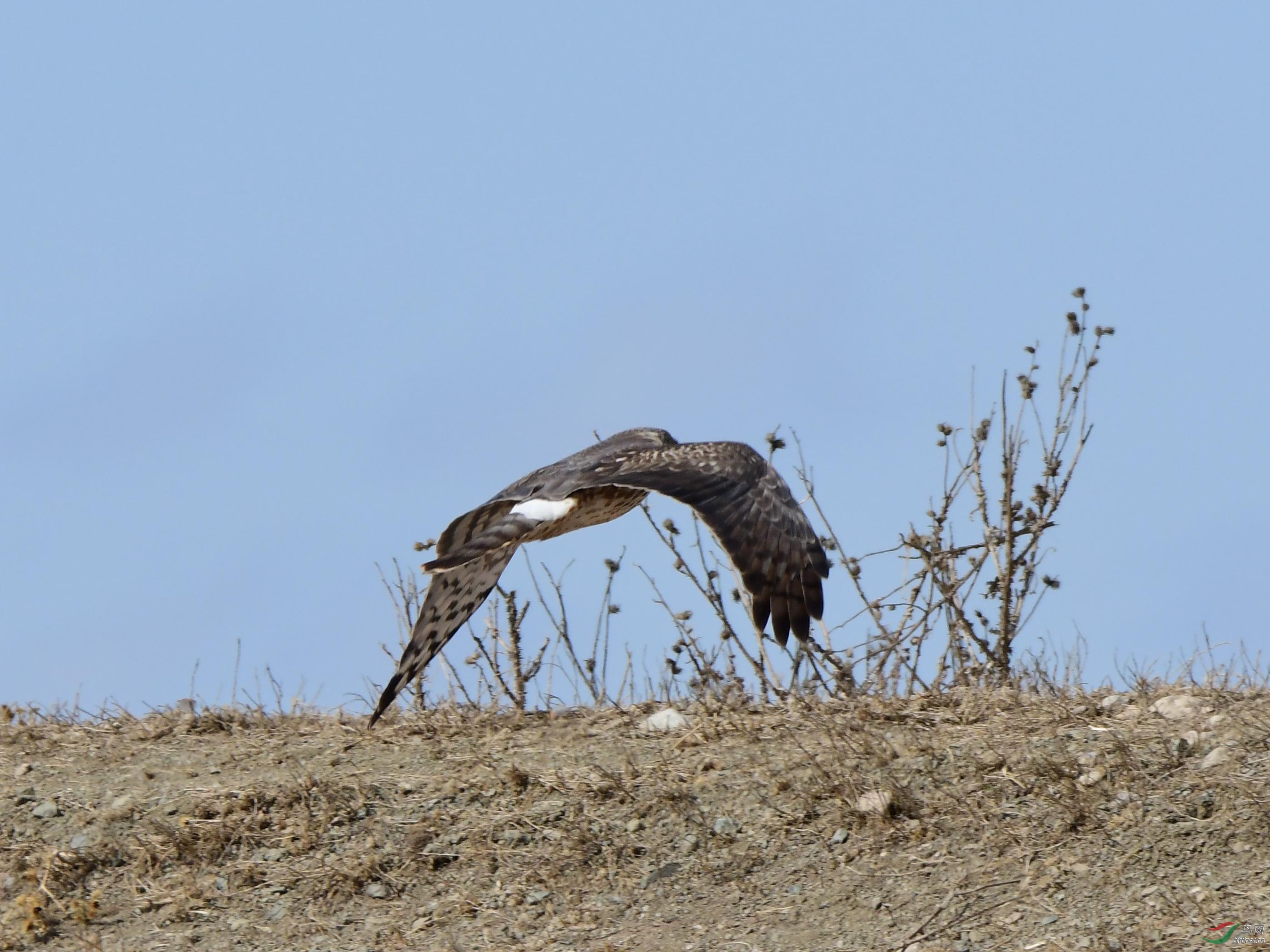 DSC_7264_副本.jpg