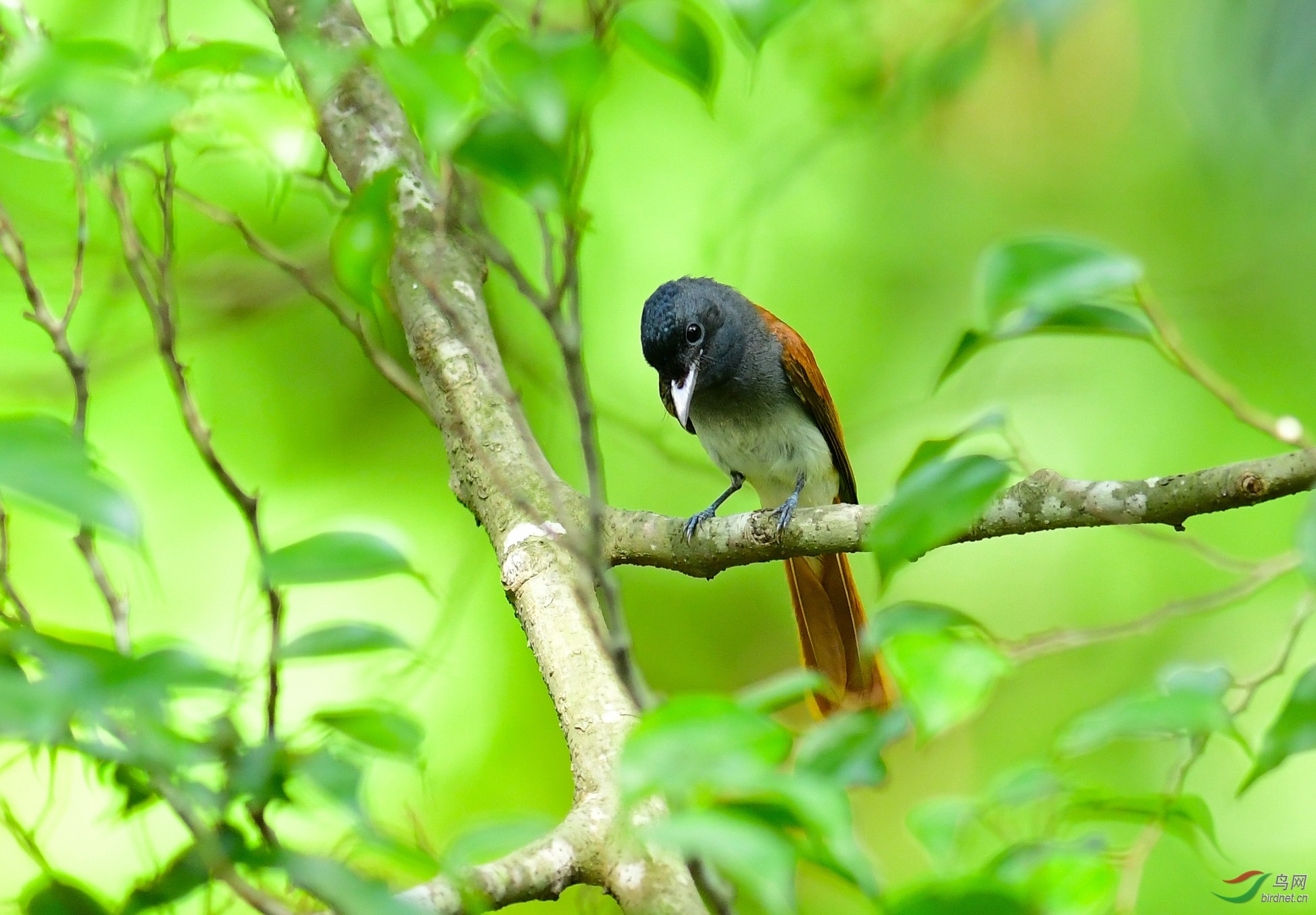 DSC_4533.JPG