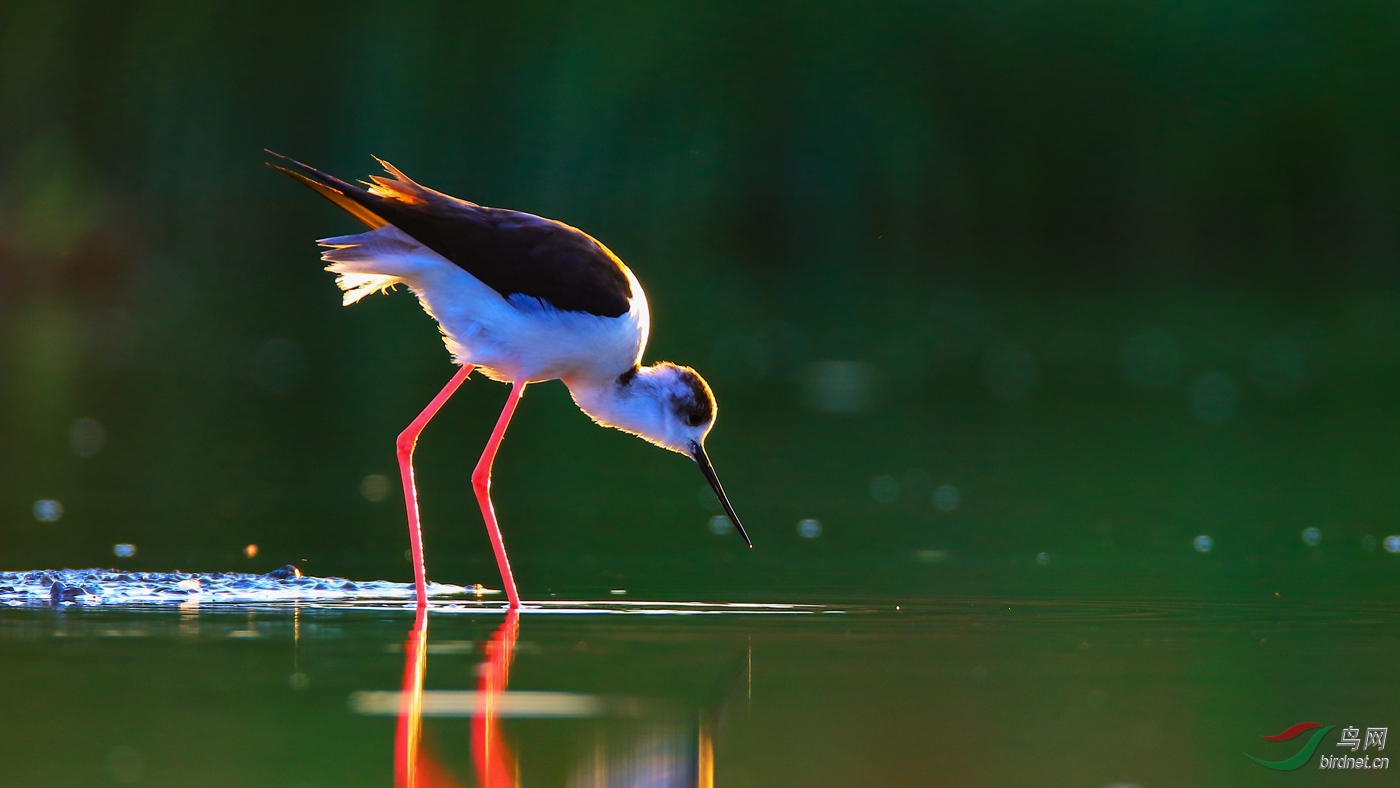 �ڳ᳤����