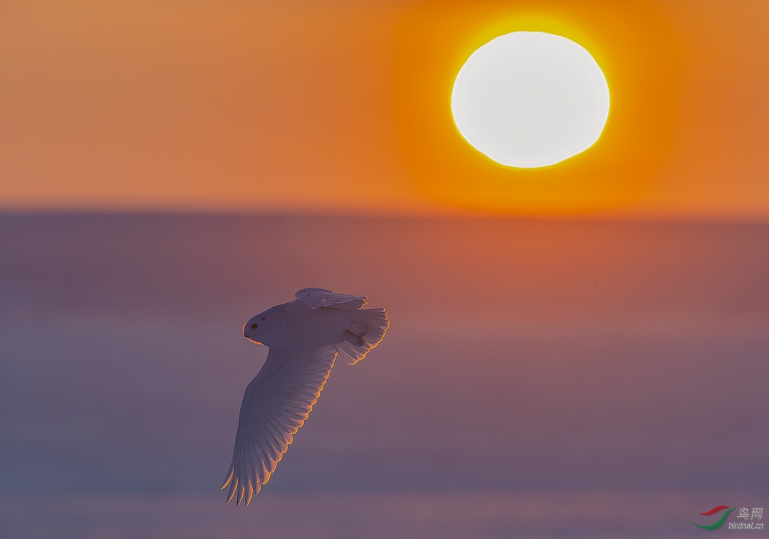 ����ϼ��