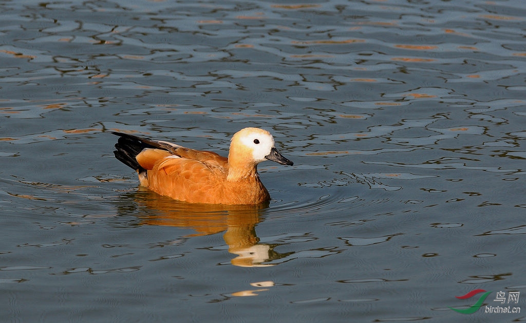 DSC_0106   4.jpg